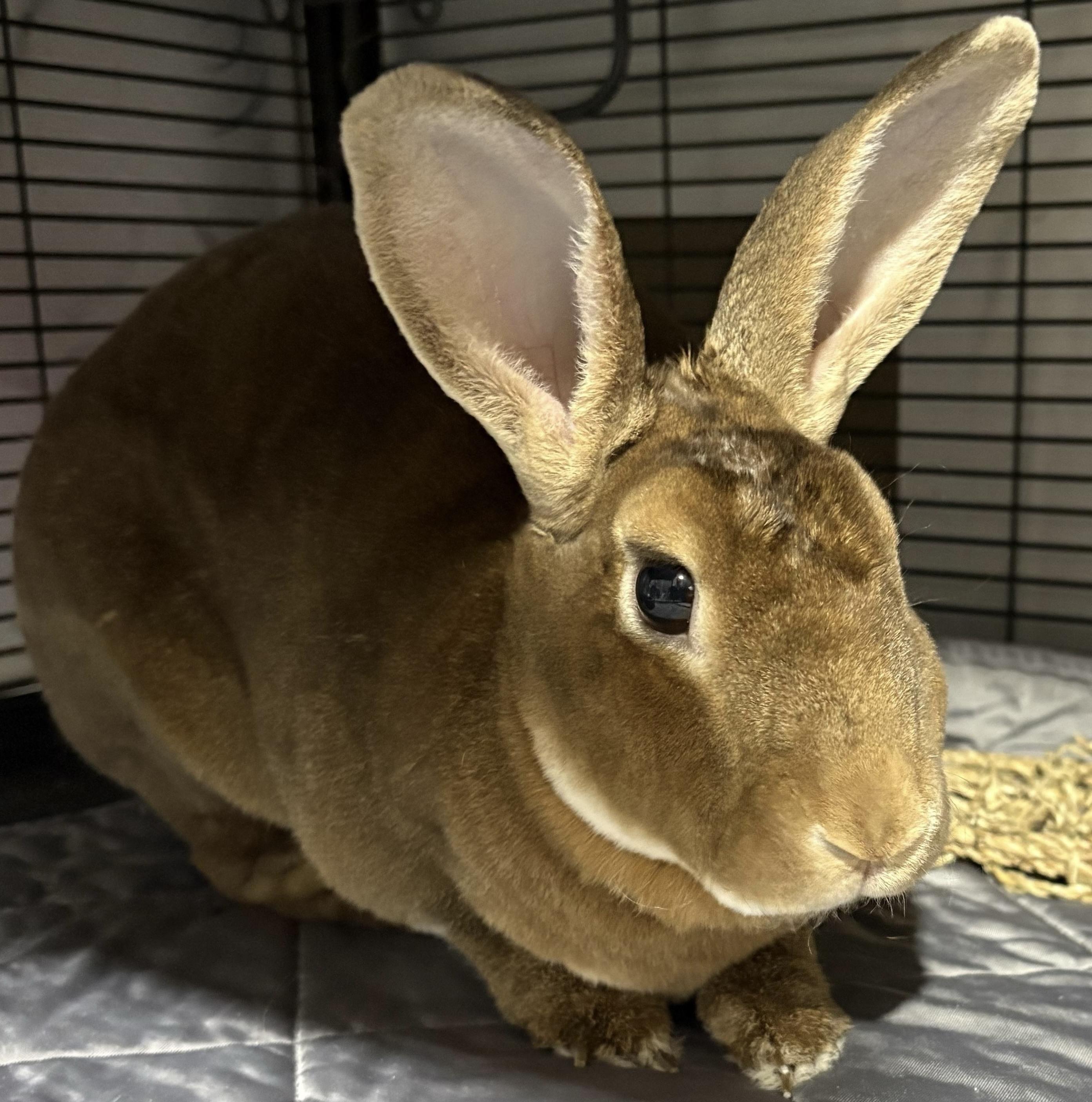 Enlarge TJ, an adopted Rex in Howell, NJ image 1/2