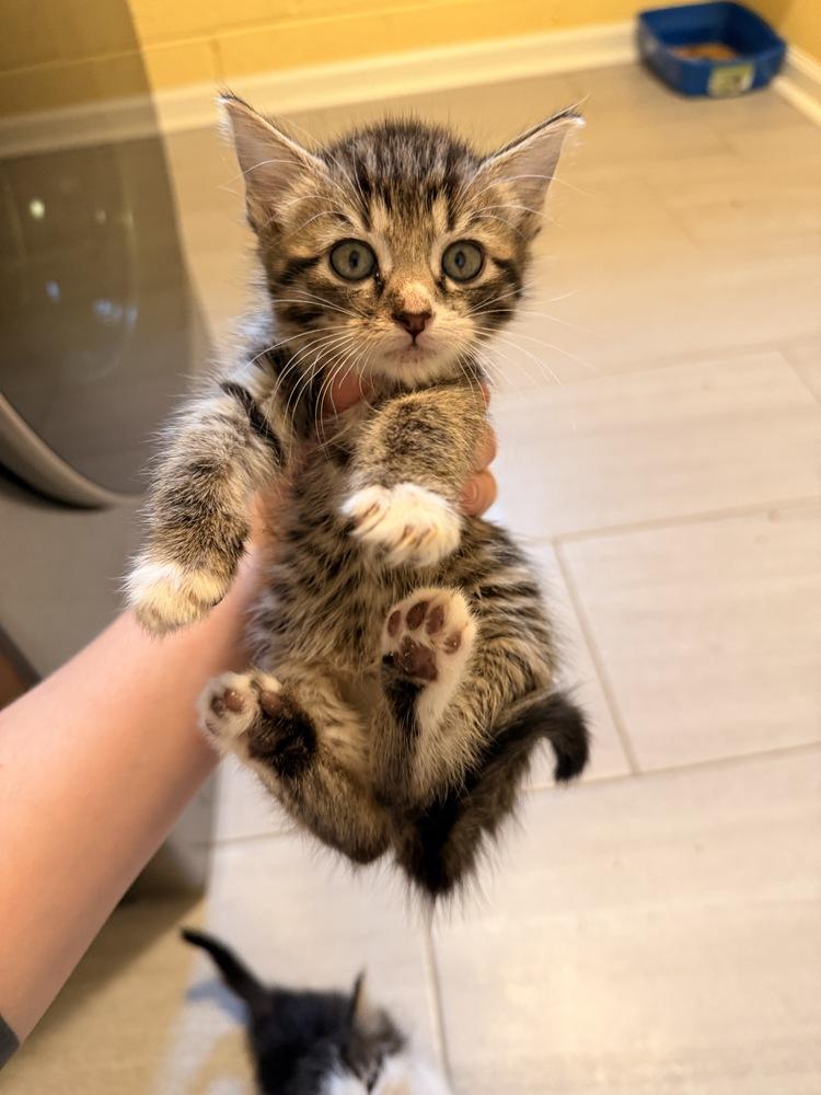 Skimbleshanks, Adoptable, Kitten Male Domestic Short Hair.