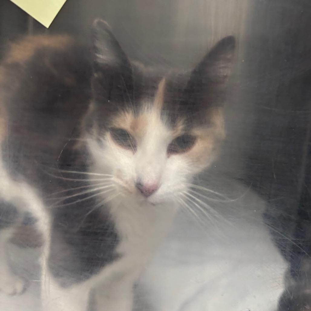 Starfire, Adoptable, Adult Female Domestic Short Hair.