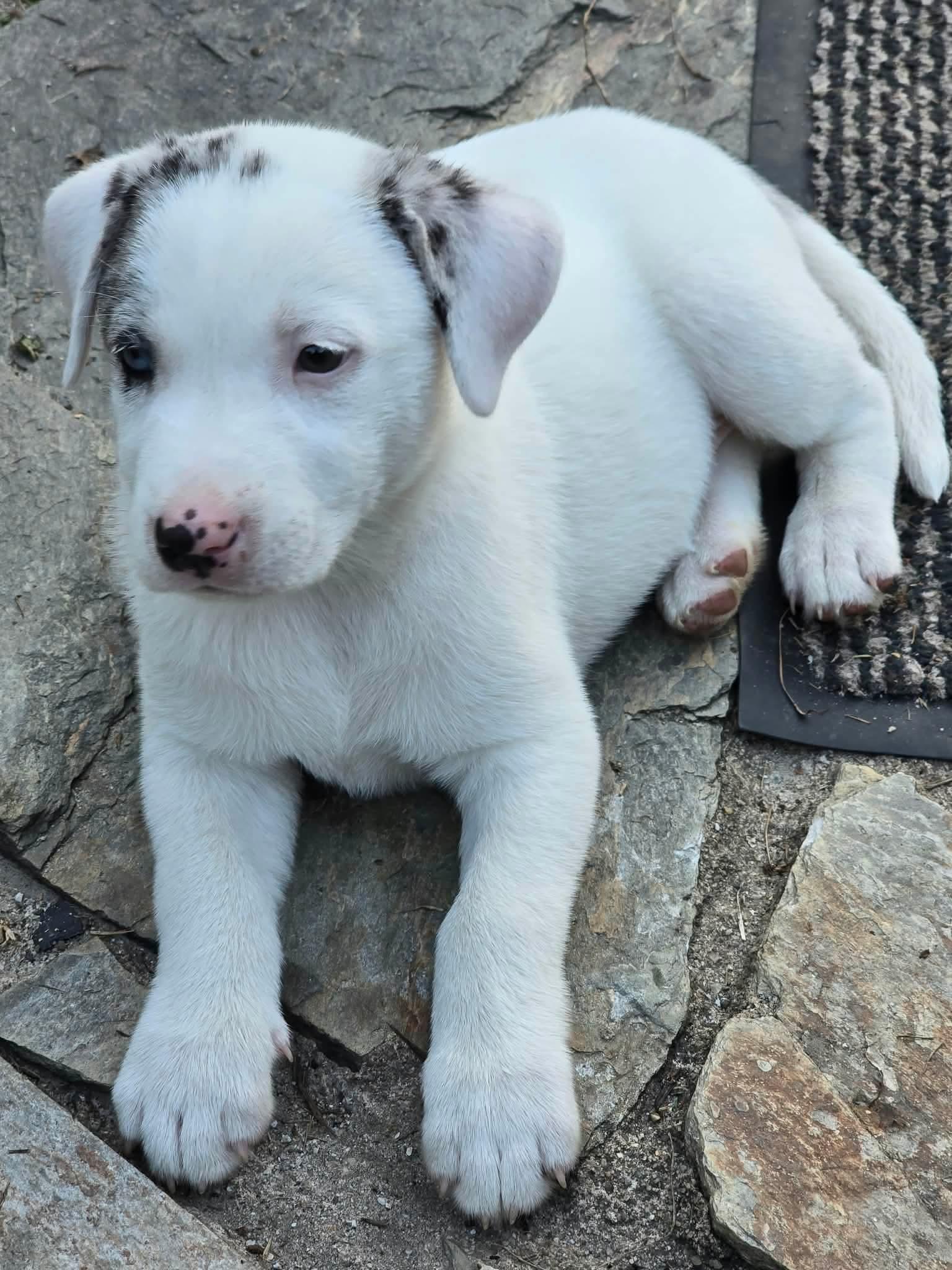 Enlarge Kora, a Adoptable mixed breed in Wando, SC image 2/4