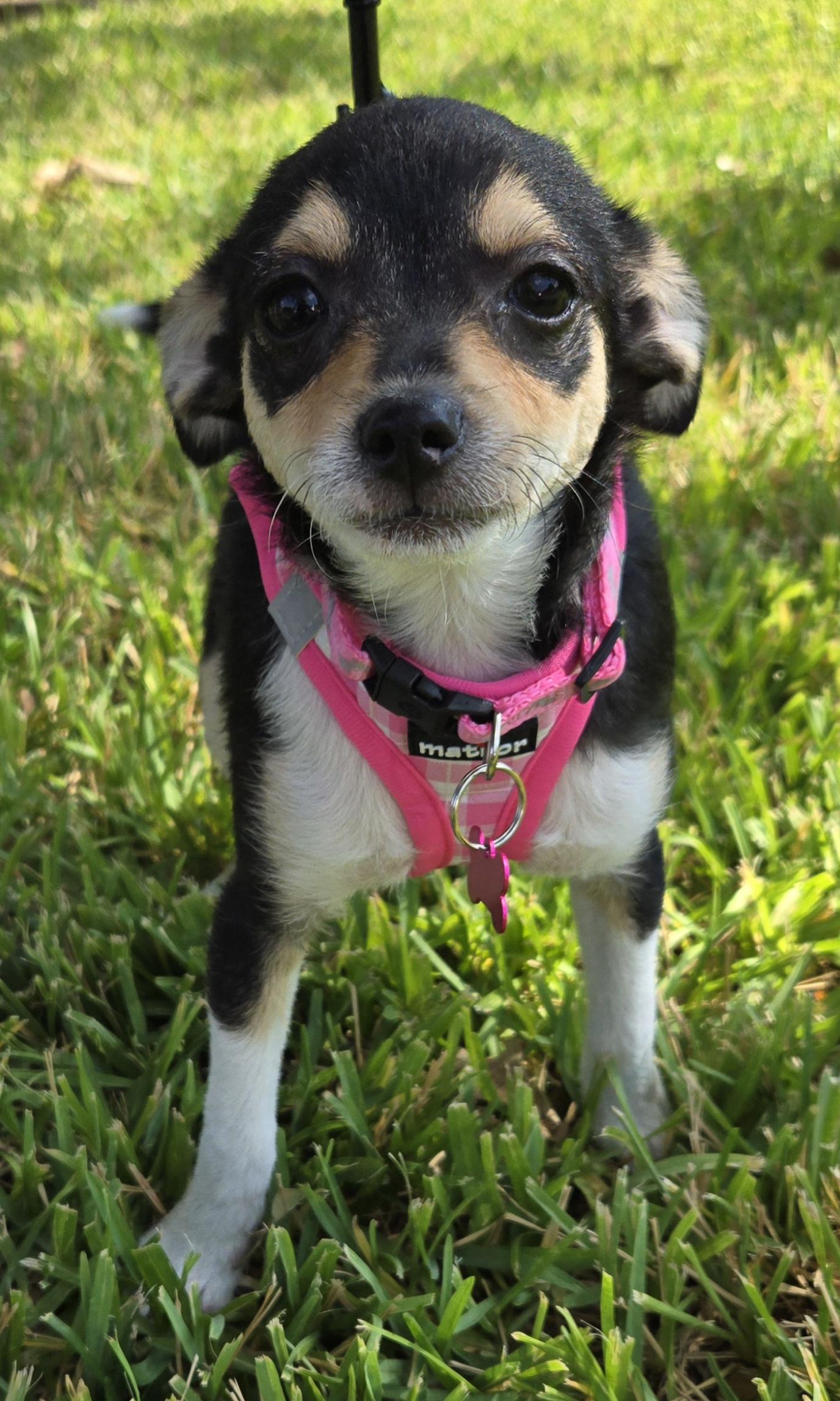 Allie, an adoptable Chiweenie, Chihuahua in Grand Prairie, TX, 75050 | Photo Image 1