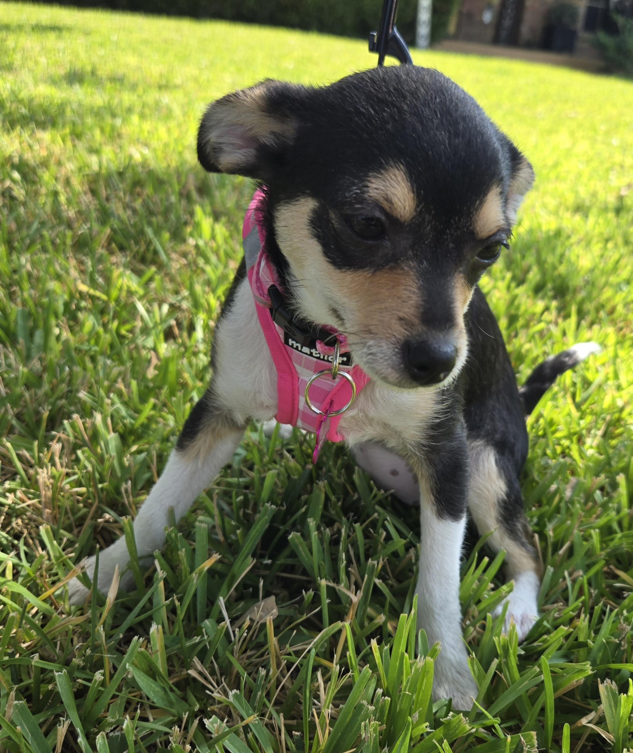 Allie, an adoptable Chiweenie, Chihuahua in Grand Prairie, TX, 75050 | Photo Image 3