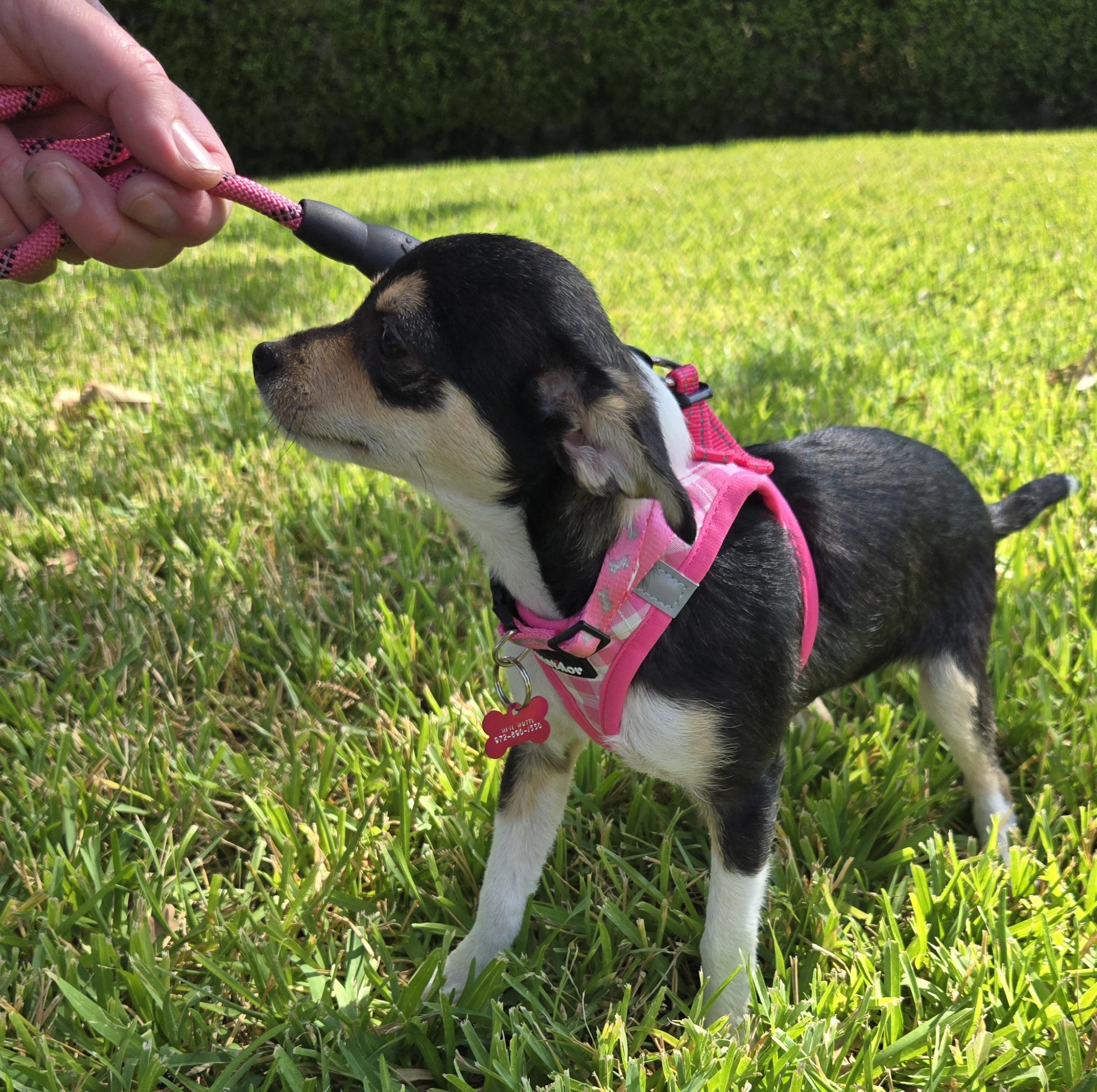 Allie, an adoptable Chiweenie, Chihuahua in Grand Prairie, TX, 75050 | Photo Image 4