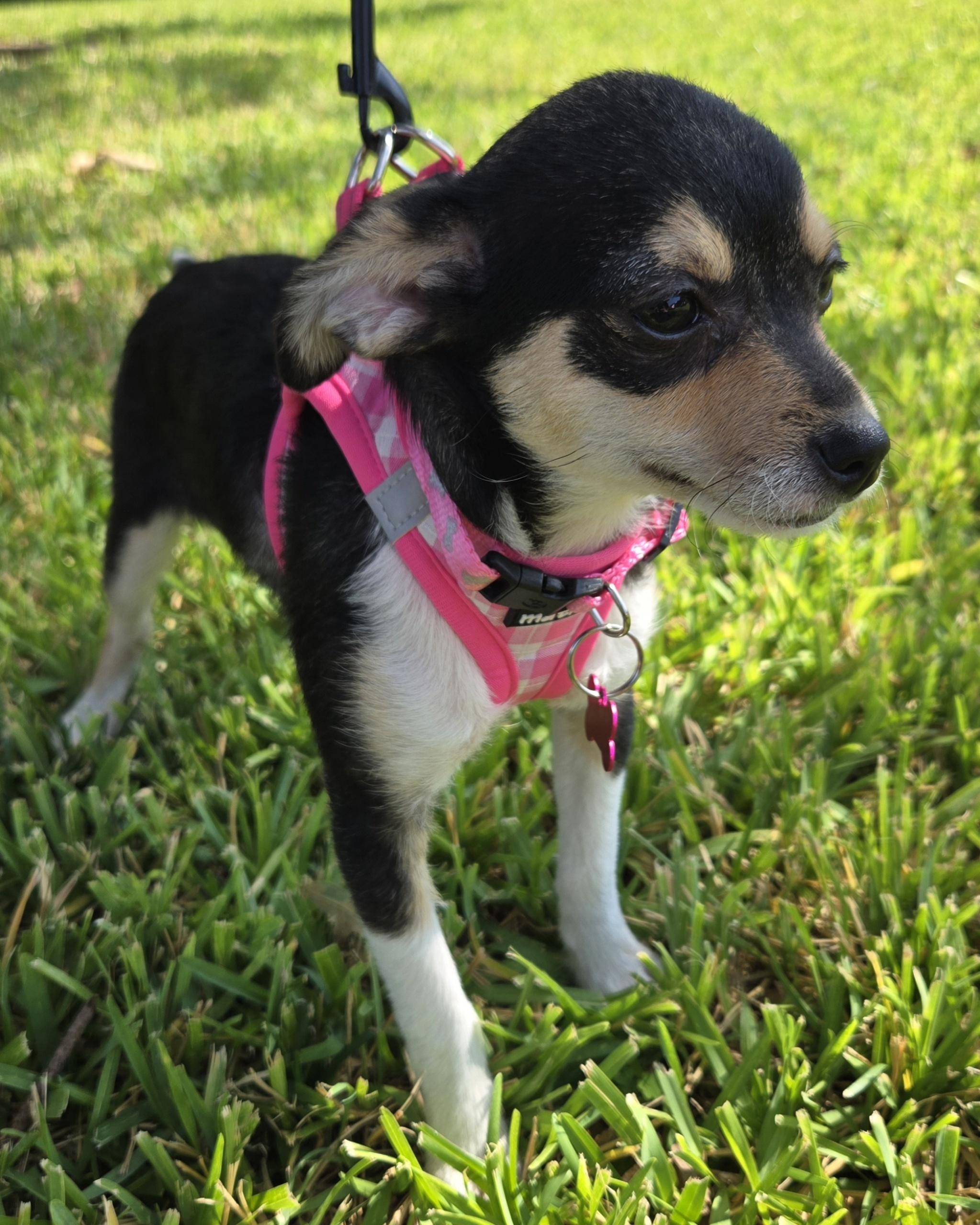 Allie, an adoptable Chiweenie, Chihuahua in Grand Prairie, TX, 75050 | Photo Image 2