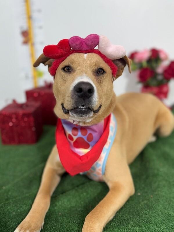 Enlarge London, a Adoptable mixed breed in Tustin, CA image 1/1