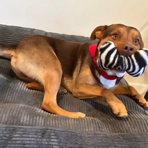 Enlarge CANELO, a Adoptable mixed breed in San Juan Capistrano, CA image 1/4