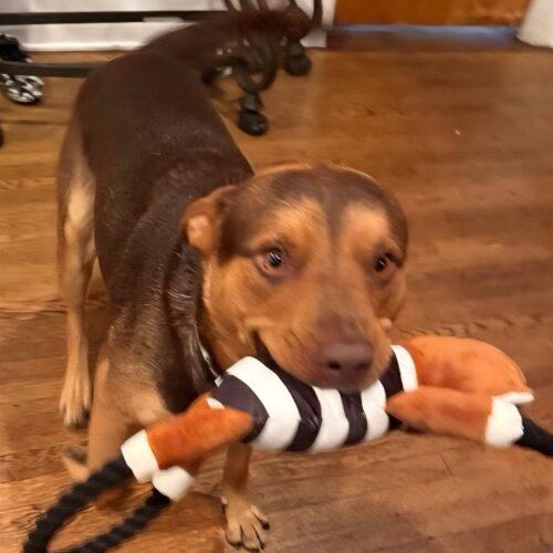 CANELO, a Adoptable mixed breed in San Juan Capistrano, CA image 2/2