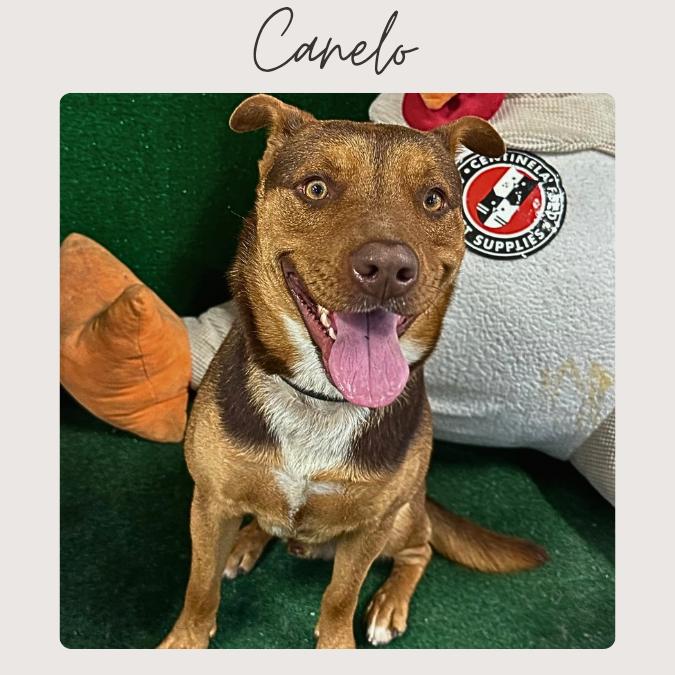 Enlarge CANELO, a Adoptable mixed breed in San Juan Capistrano, CA image 2/4