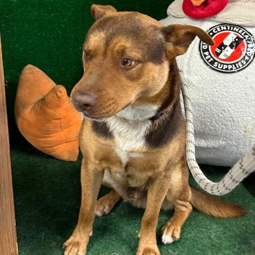 Enlarge CANELO, a Adoptable mixed breed in San Juan Capistrano, CA image 3/4