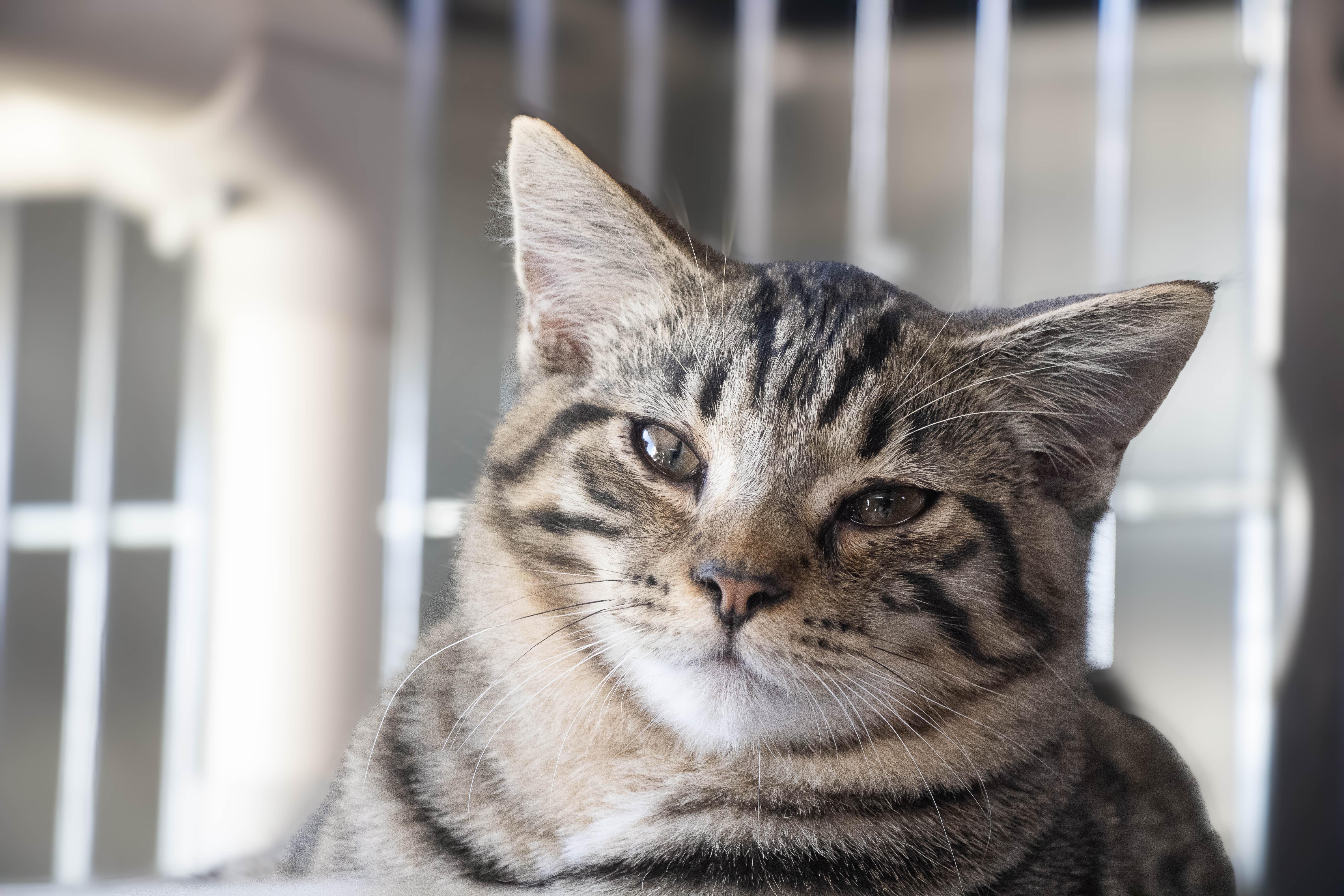 Enlarge Gentry, a Adopted Tabby in Wilmington, OH image 2/6