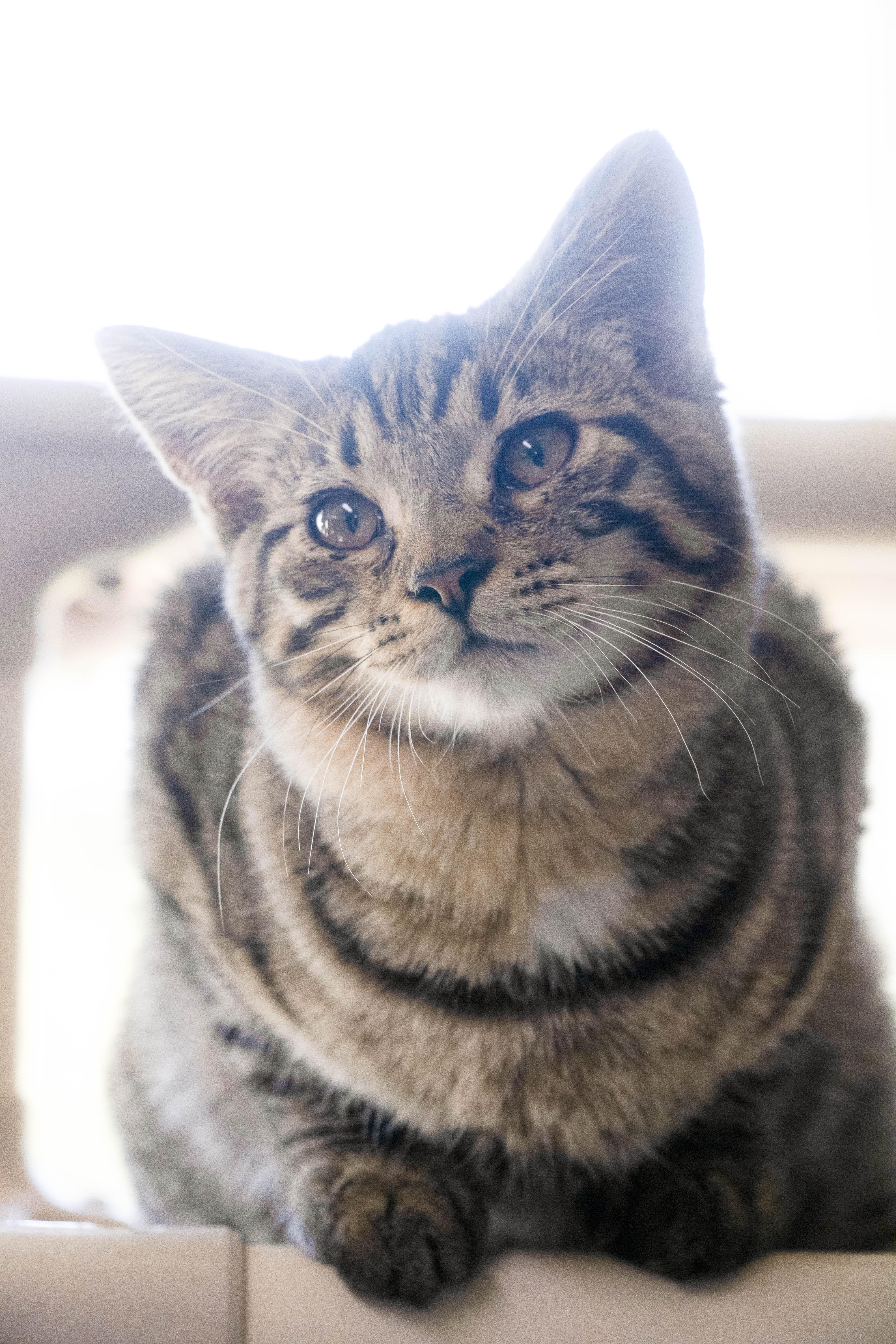 Enlarge Gentry, a Adopted Tabby in Wilmington, OH image 1/6