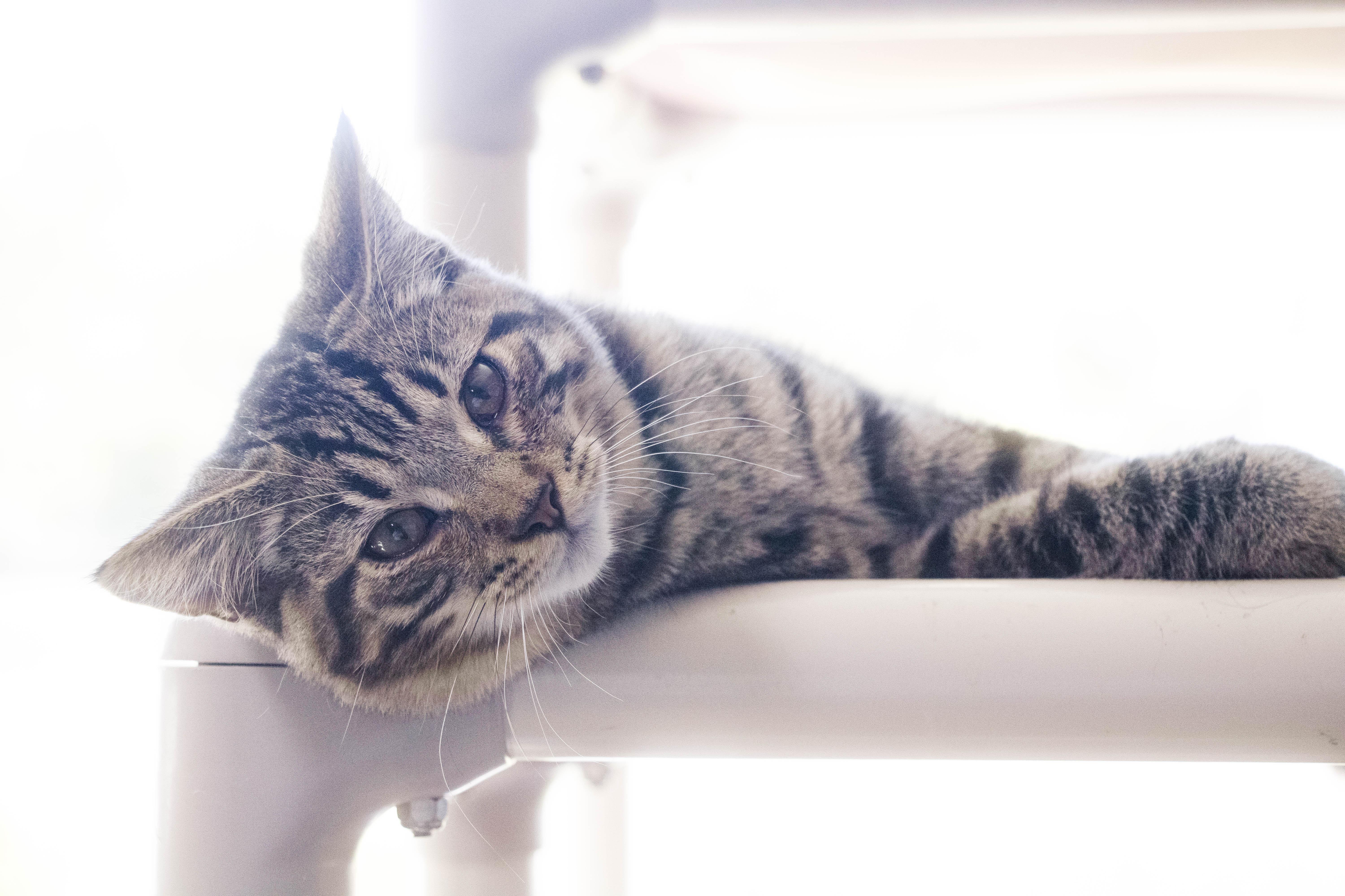 Enlarge Gentry, a Adopted Tabby in Wilmington, OH image 3/6