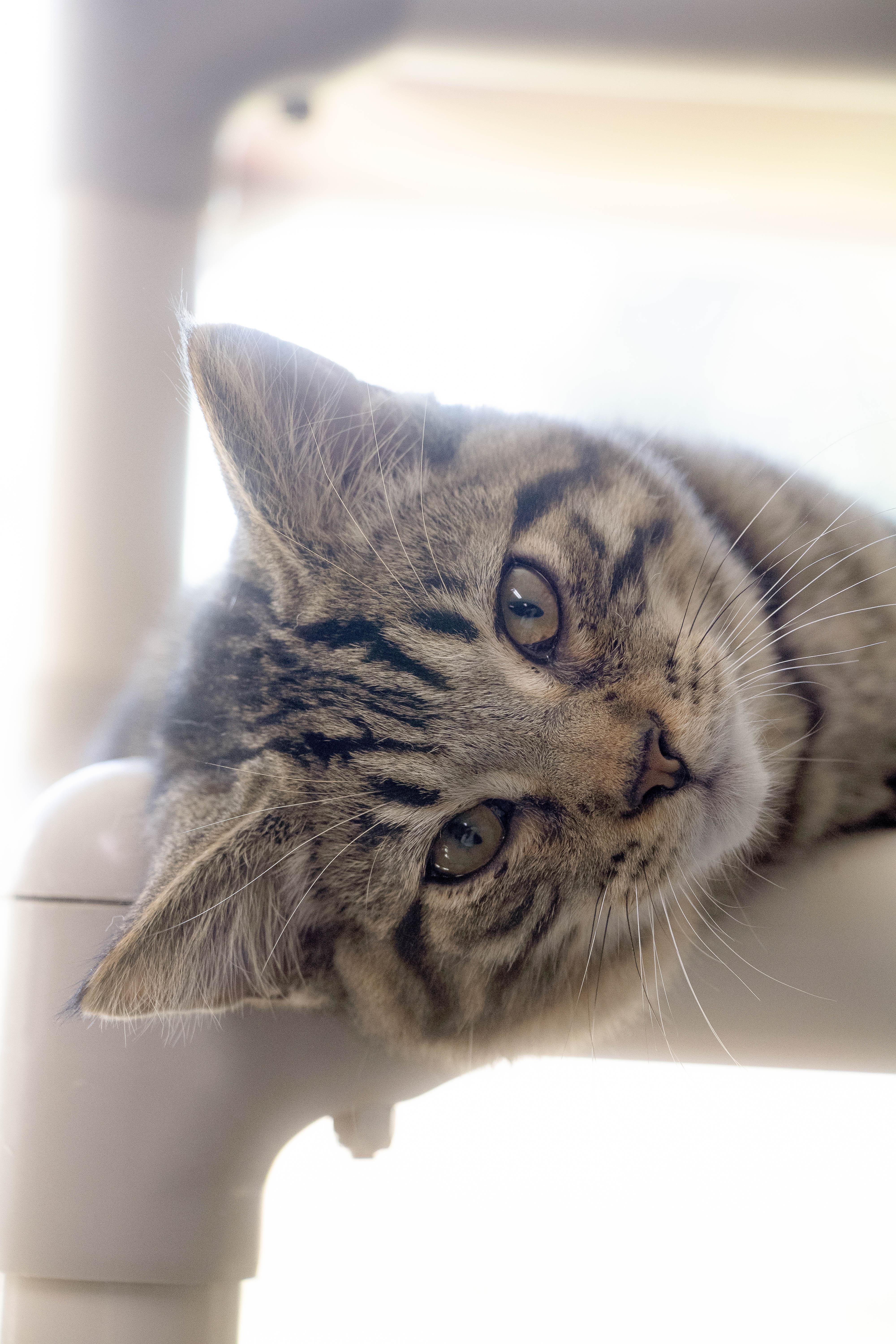 Enlarge Gentry, a Adopted Tabby in Wilmington, OH image 5/6