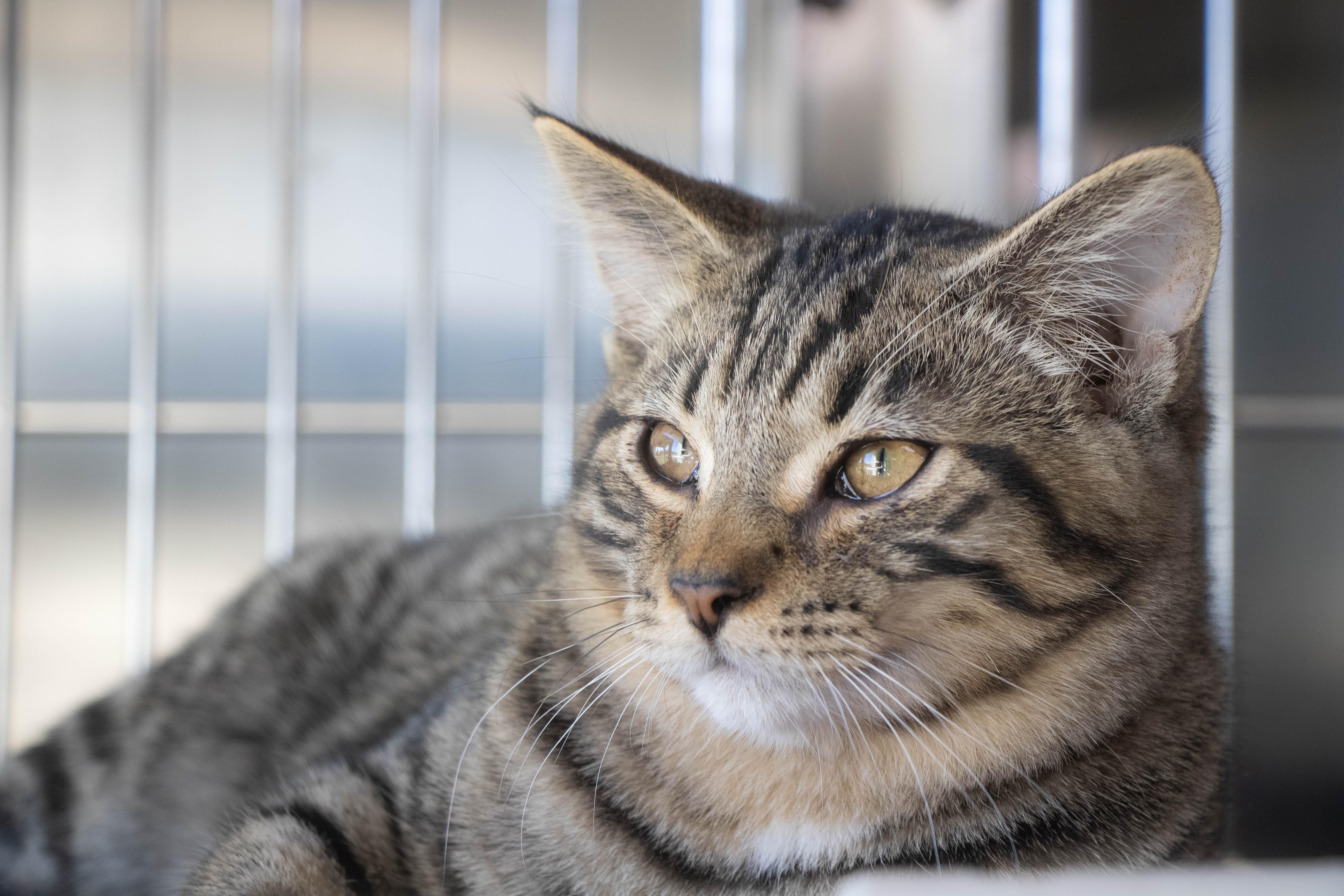 Enlarge Gentry, a Adopted Tabby in Wilmington, OH image 4/6