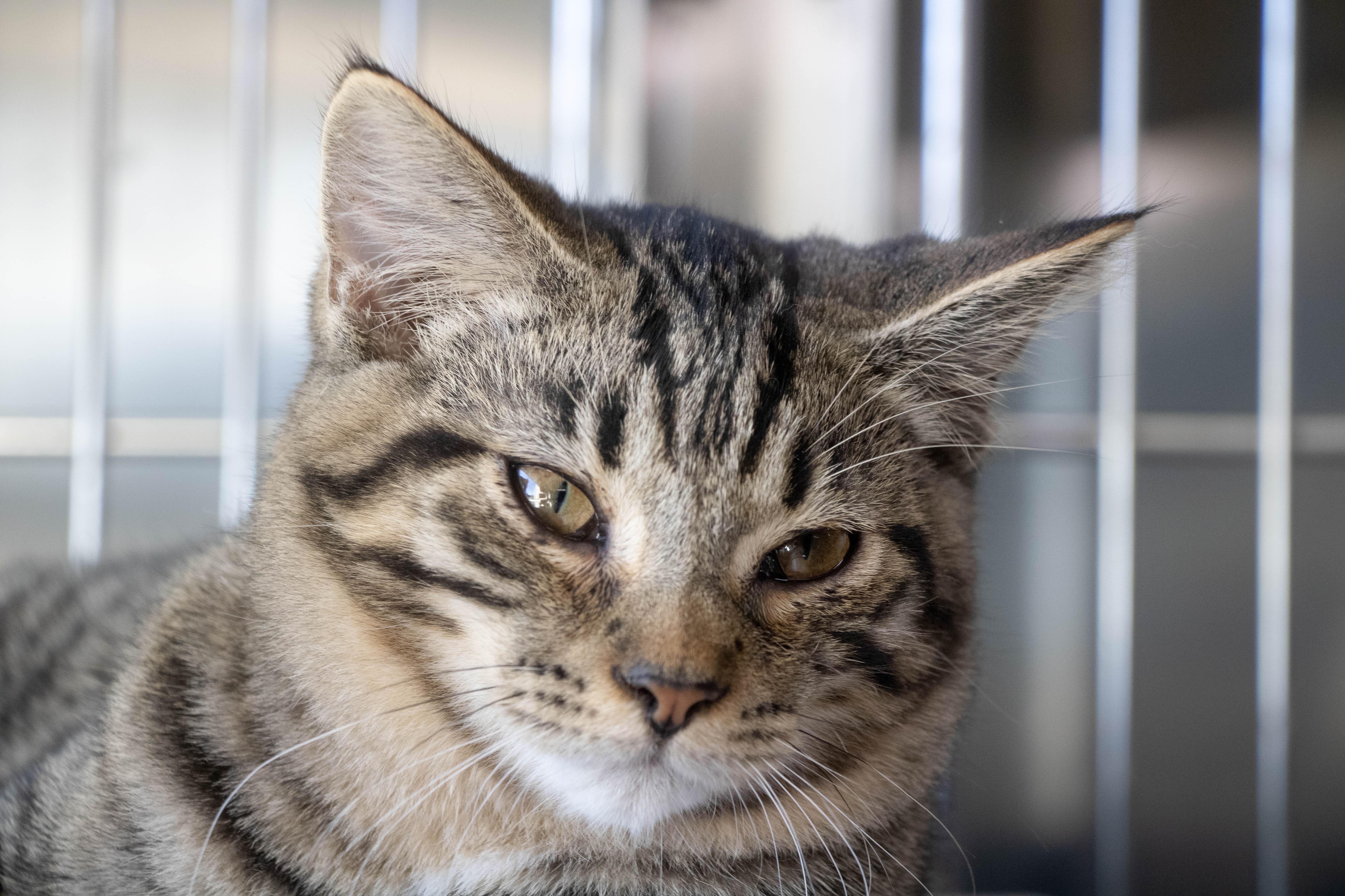 Enlarge Gentry, a Adopted Tabby in Wilmington, OH image 6/6