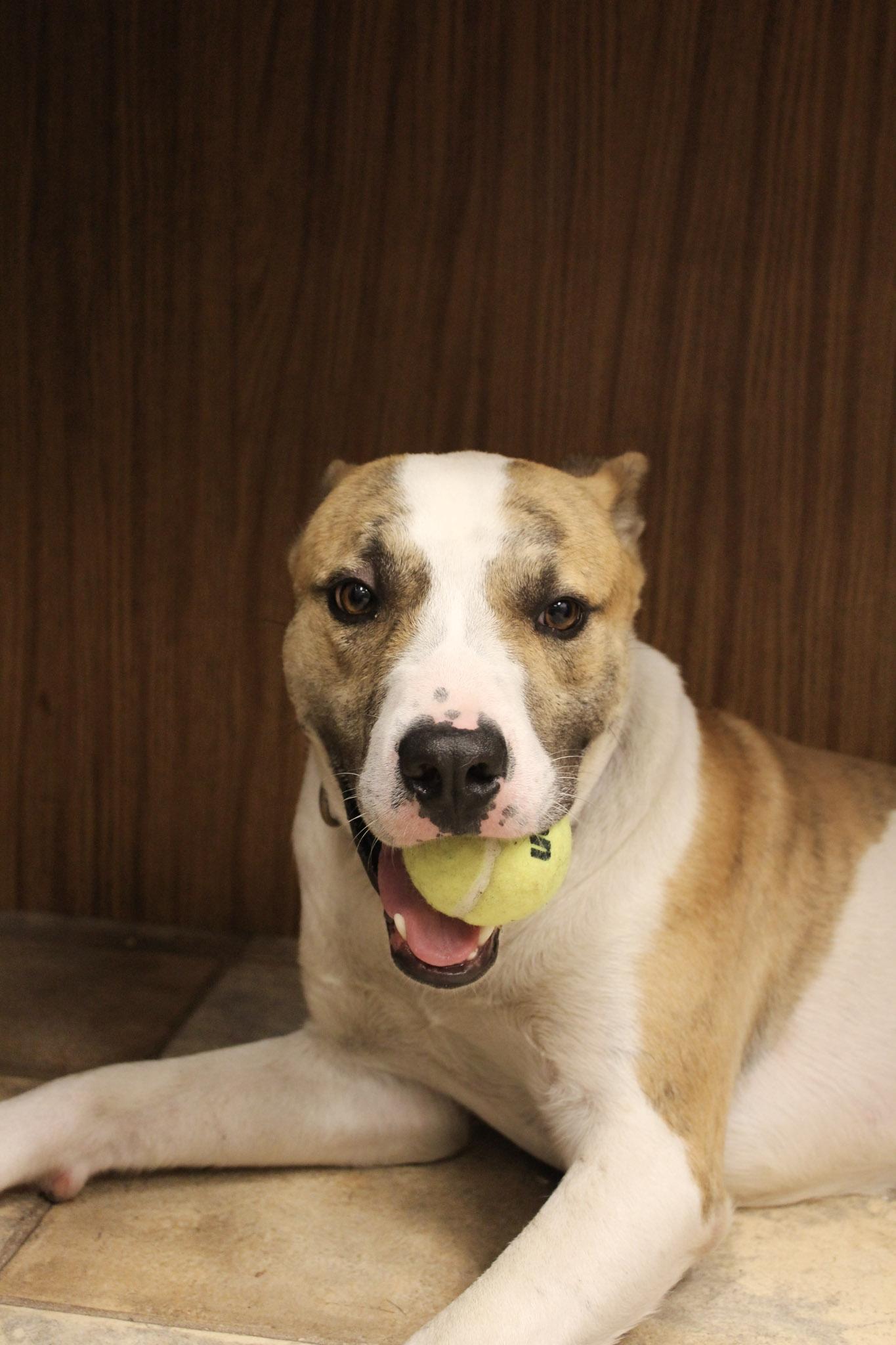 Sam, a ADOPTABLE Mixed Breed in Neillsville, WI image 6/6