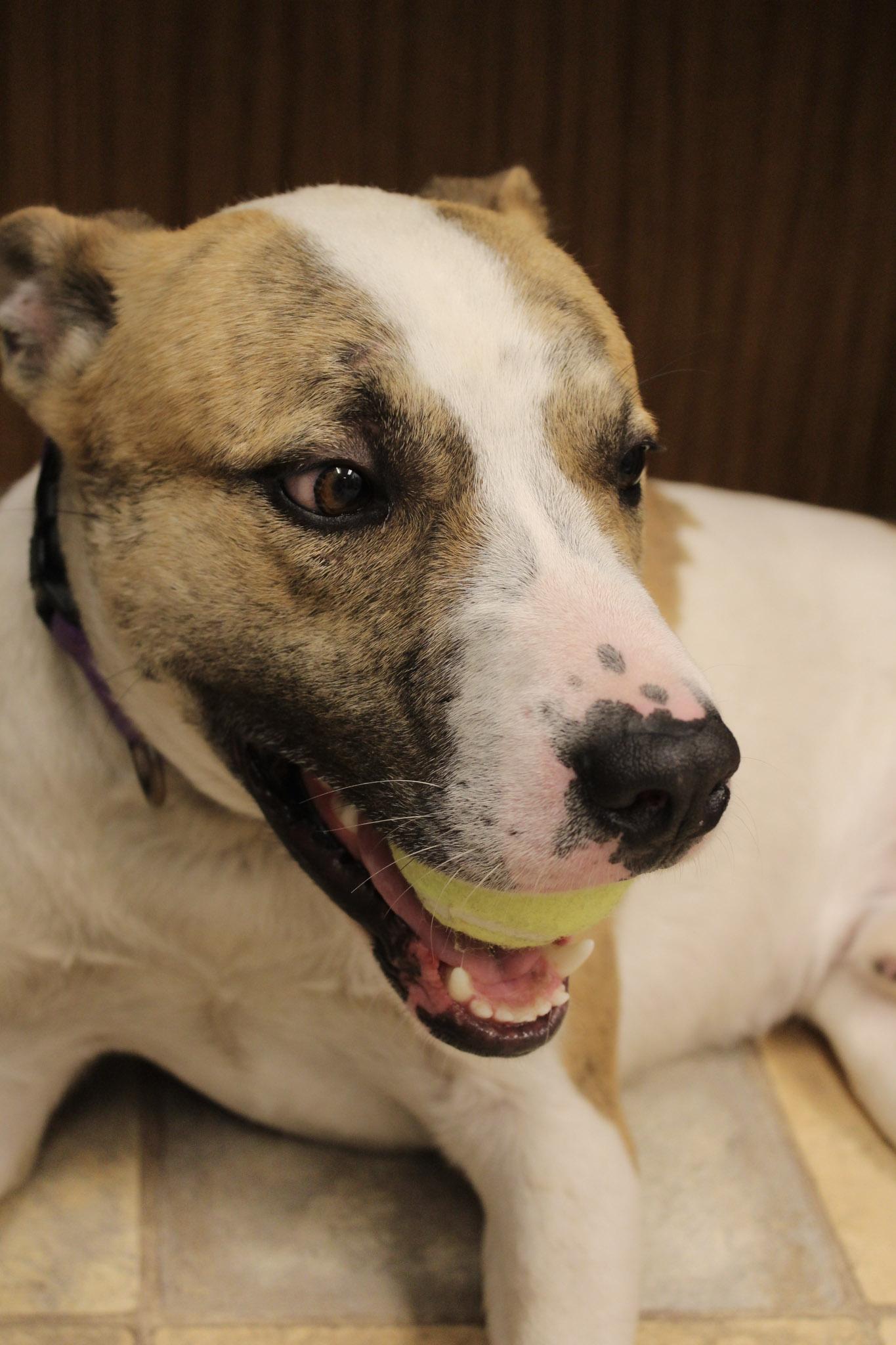 Sam, a ADOPTABLE Mixed Breed in Neillsville, WI image 5/6