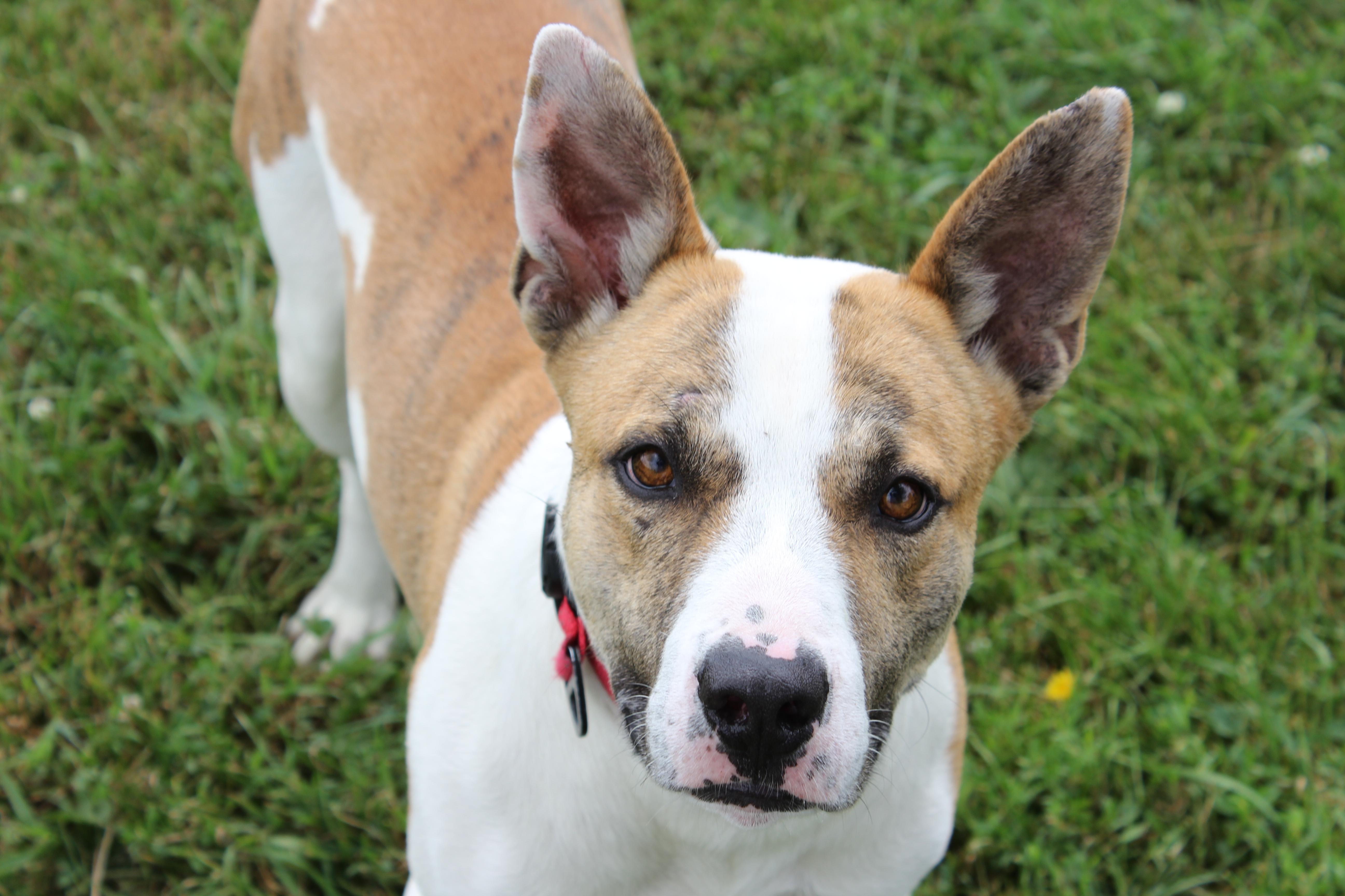 Sam, a ADOPTABLE Mixed Breed in Neillsville, WI image 1/6