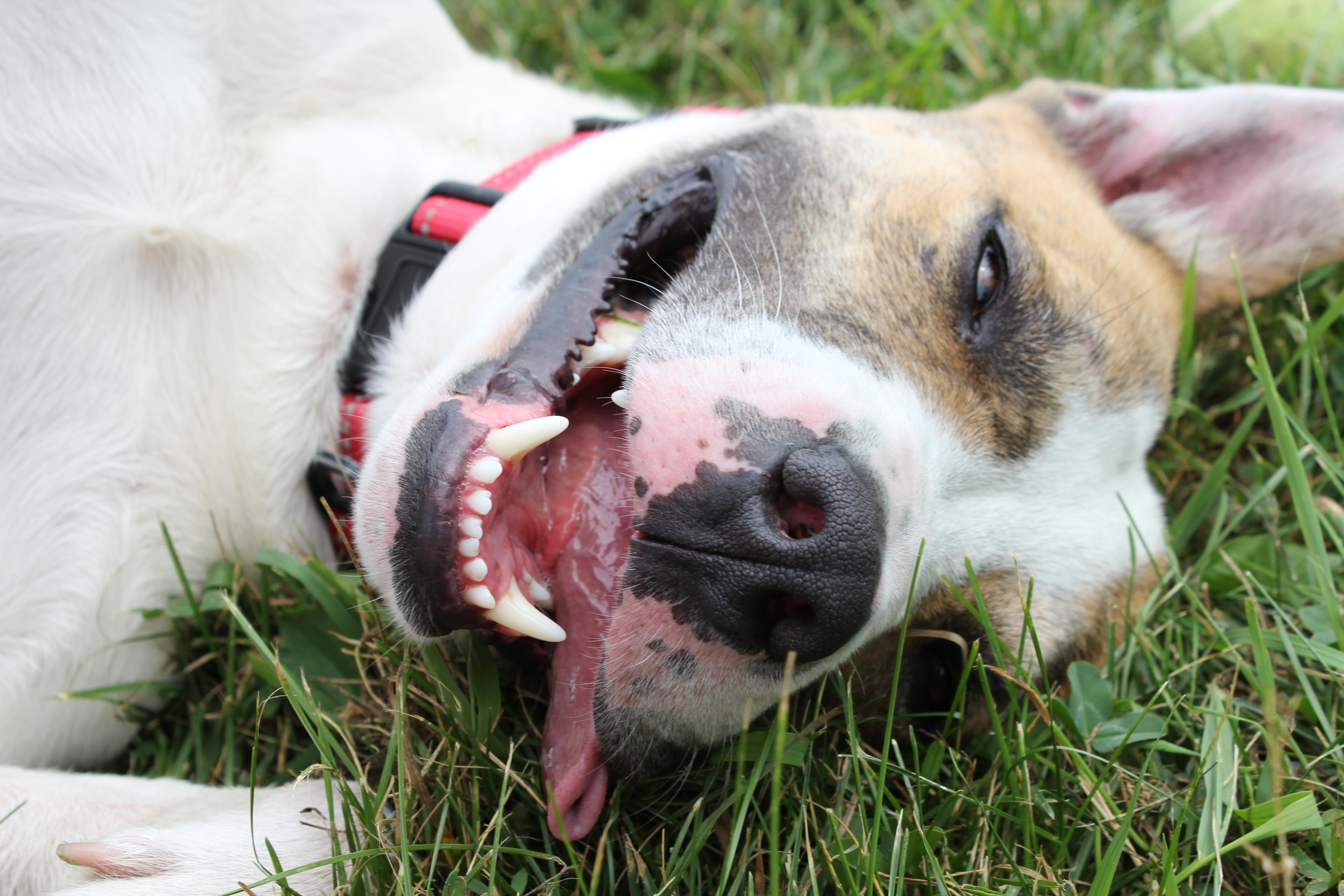 Sam, a ADOPTABLE Mixed Breed in Neillsville, WI image 2/6