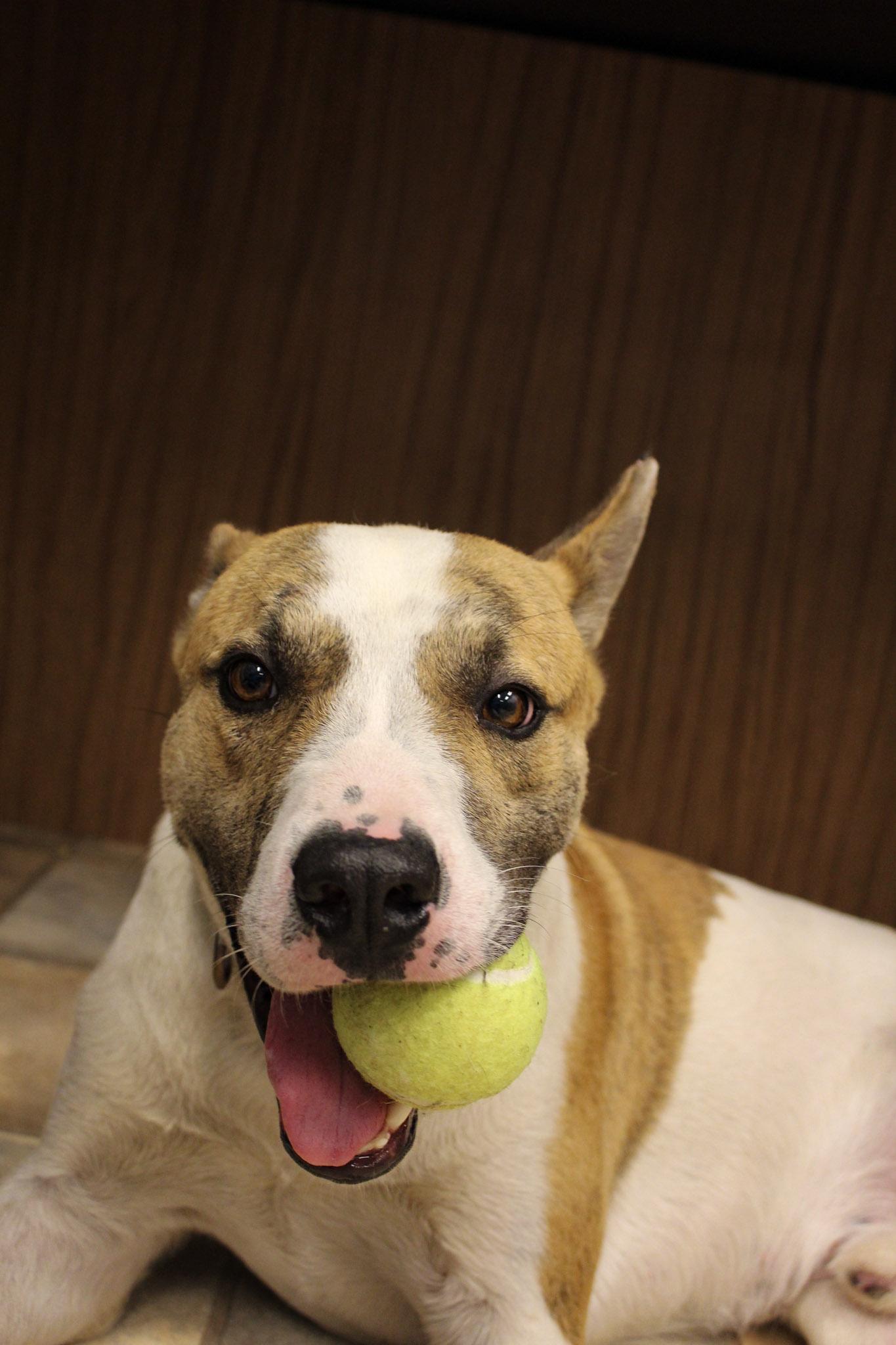 Sam, a ADOPTABLE Mixed Breed in Neillsville, WI image 3/6