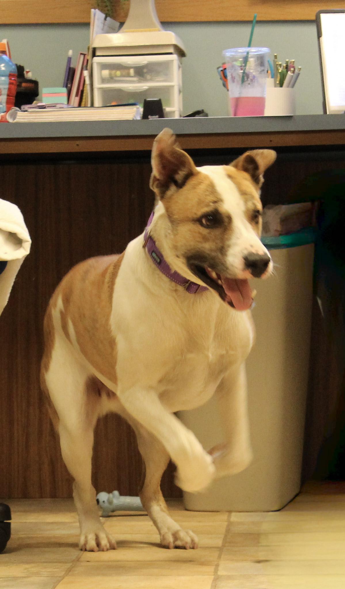 Sam, a ADOPTABLE Mixed Breed in Neillsville, WI image 4/6