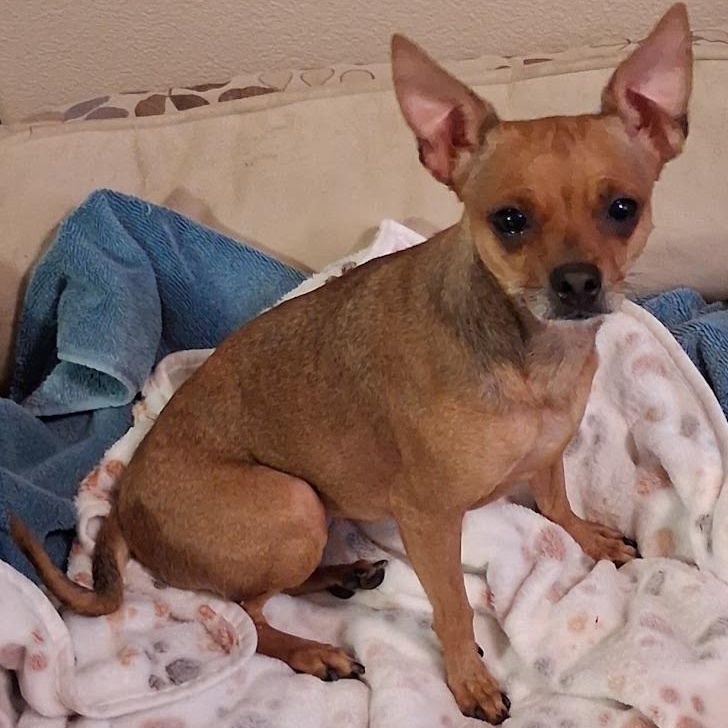 Enlarge Lexi, a Adoptable Chihuahua in Mesquite, NV image 2/3