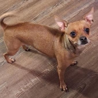 Enlarge Lexi, a Adoptable Chihuahua in Mesquite, NV image 1/3
