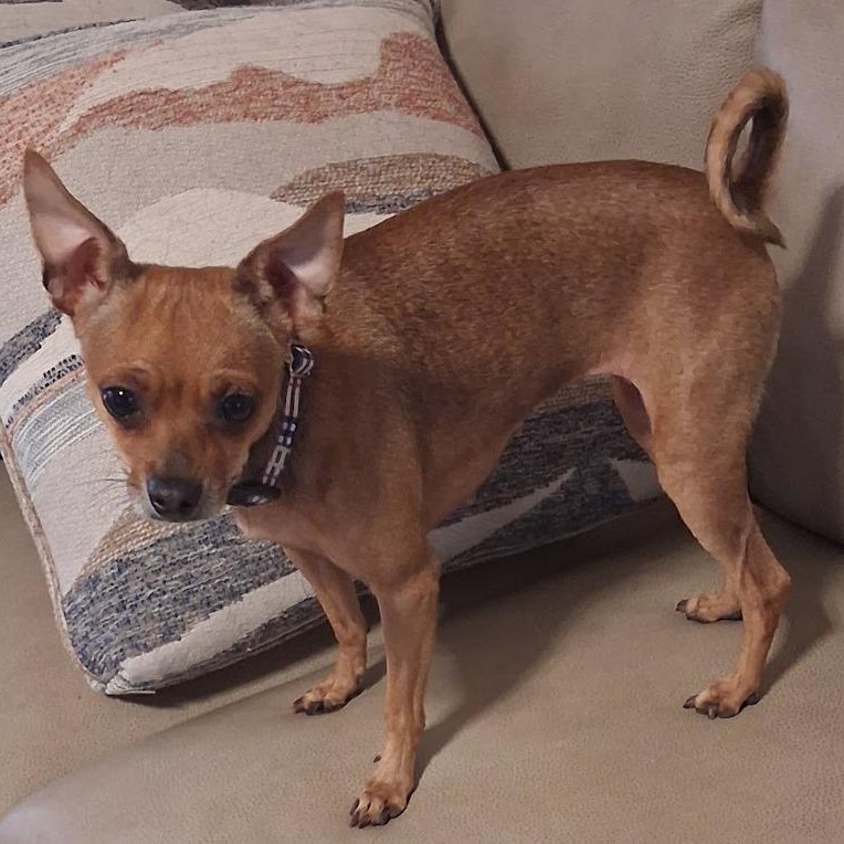 Enlarge Lexi, a Adoptable Chihuahua in Mesquite, NV image 3/3