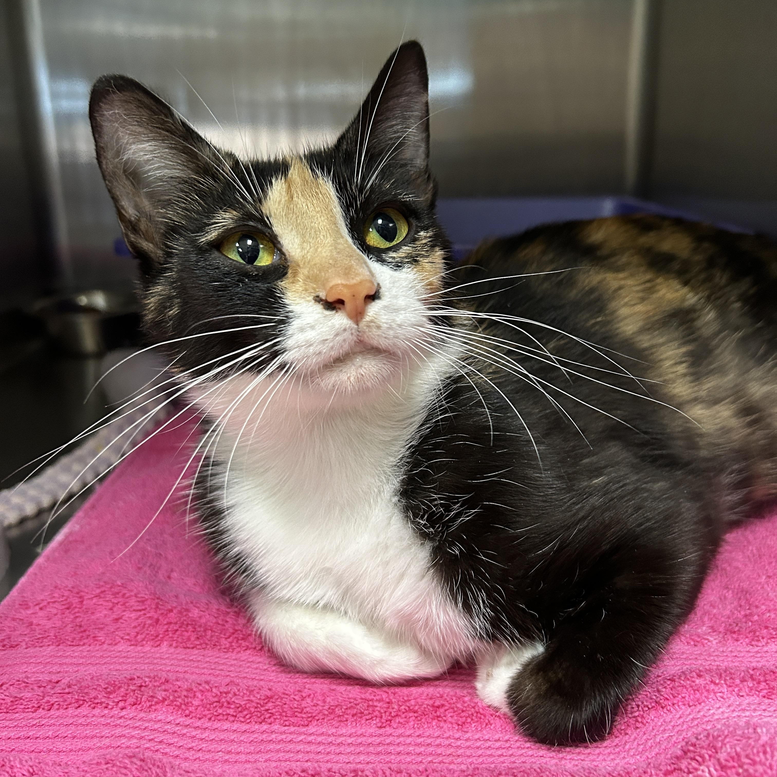 Symphony, Adult Female Calico