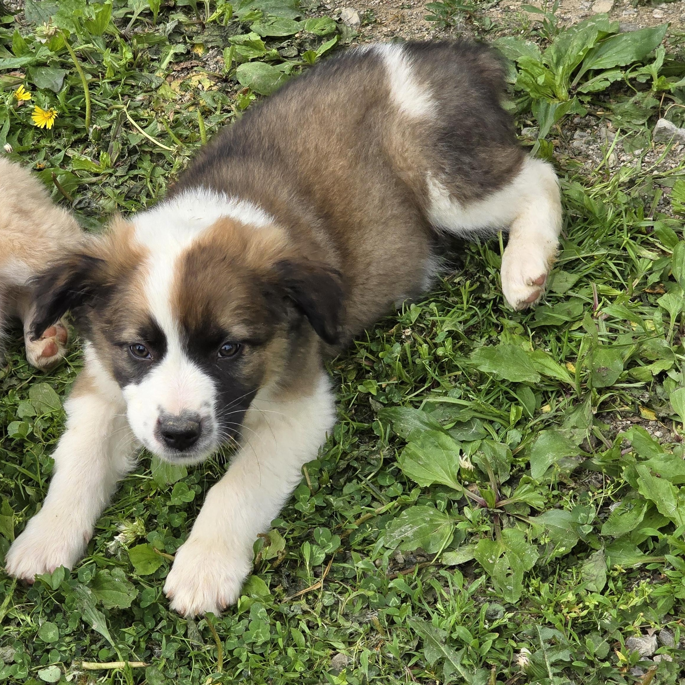 Enlarge Bandit, a ADOPTABLE Australian Shepherd in Zaleski, OH image 1/2