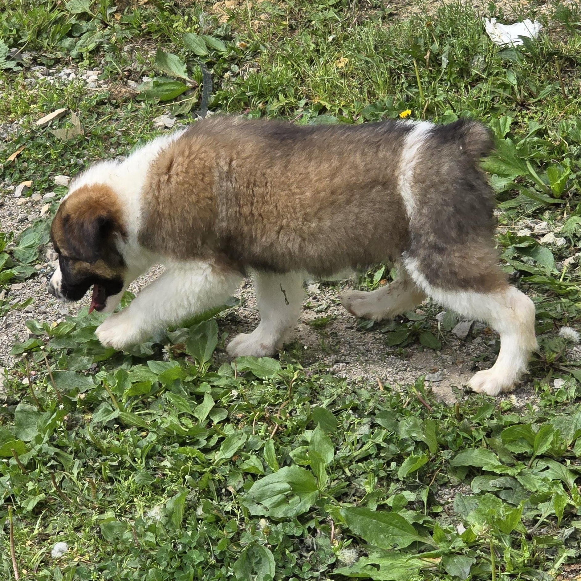 Enlarge Bandit, a ADOPTABLE Australian Shepherd in Zaleski, OH image 2/2