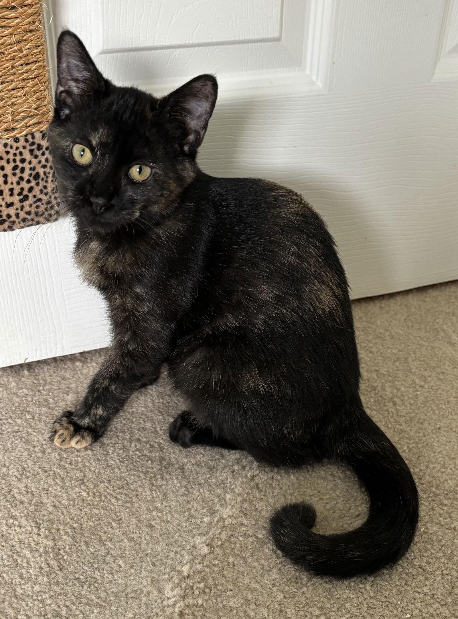 Oscara - KITTEN in foster, Adoptable, Young Female Domestic Short Hair.