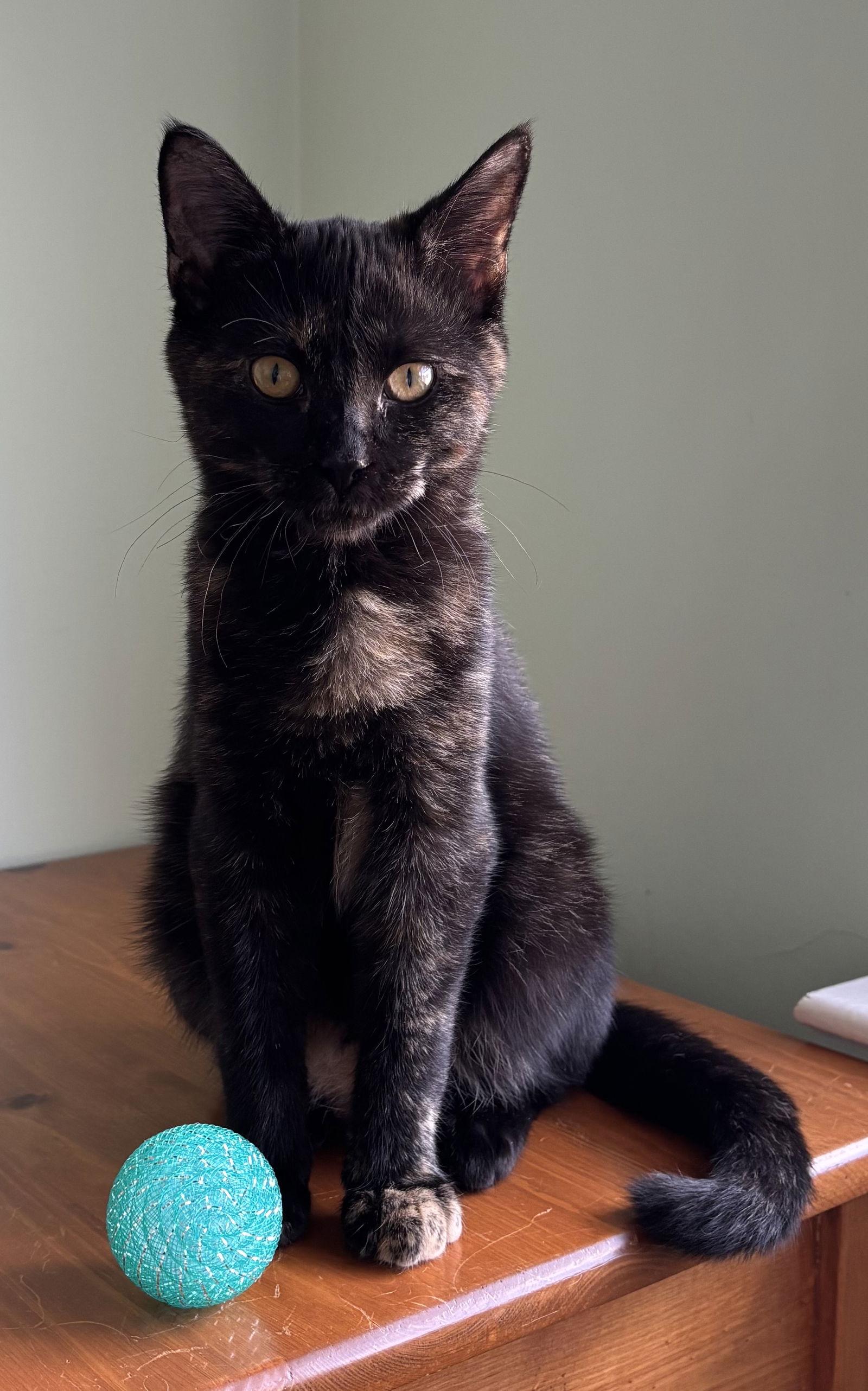 Enlarge Oscara - KITTEN in foster, a Adoptable Domestic Short Hair in Alexandria, VA image 3/3