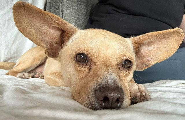 Enlarge Romaro, a Adoptable Chihuahua in Seattle, WA image 1/3