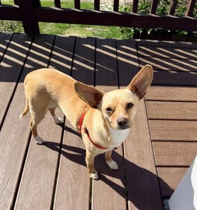 Enlarge Romaro, a Adoptable Chihuahua in Seattle, WA image 2/3