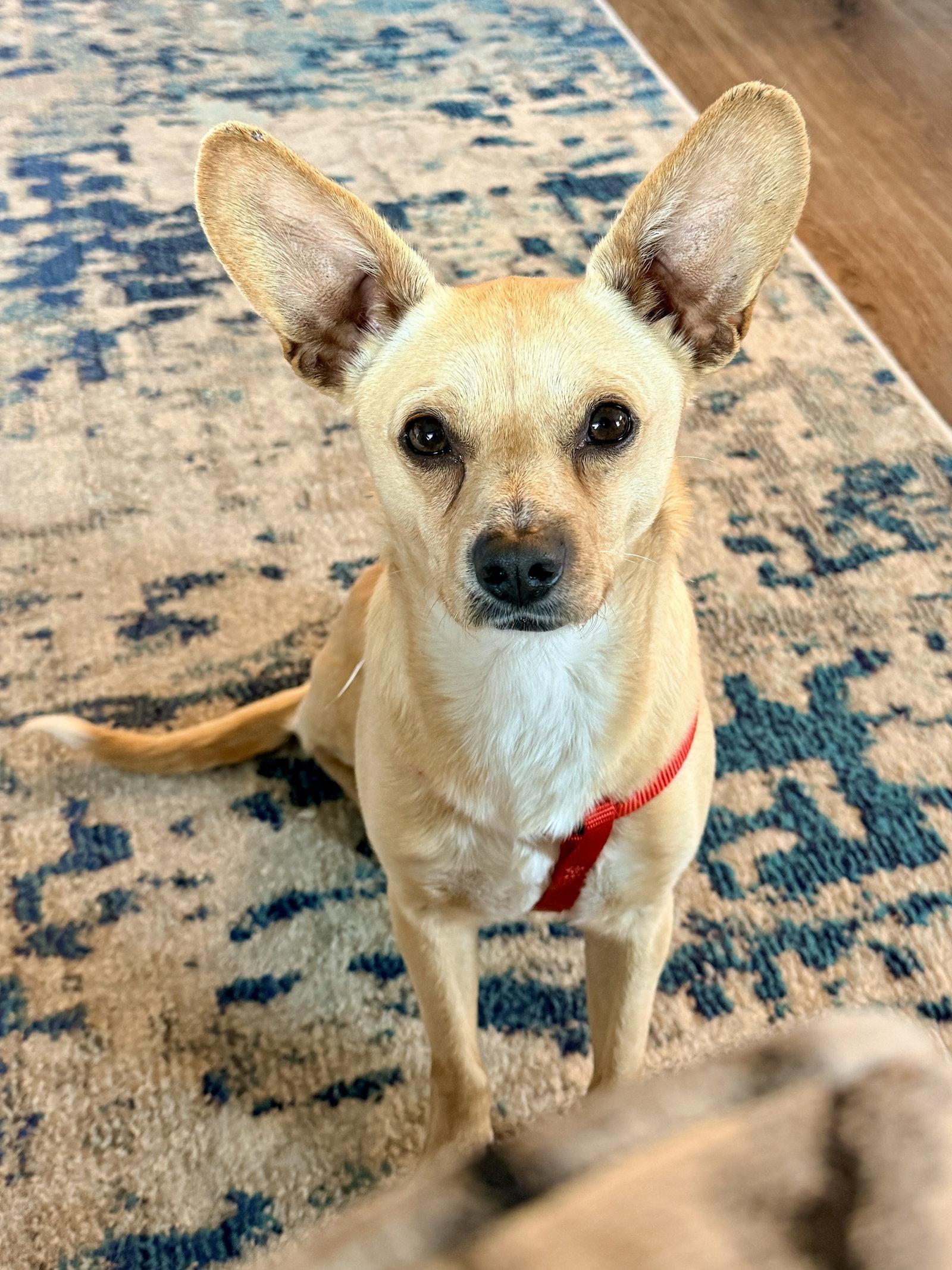 Enlarge Romaro, a Adoptable Chihuahua in Seattle, WA image 3/3