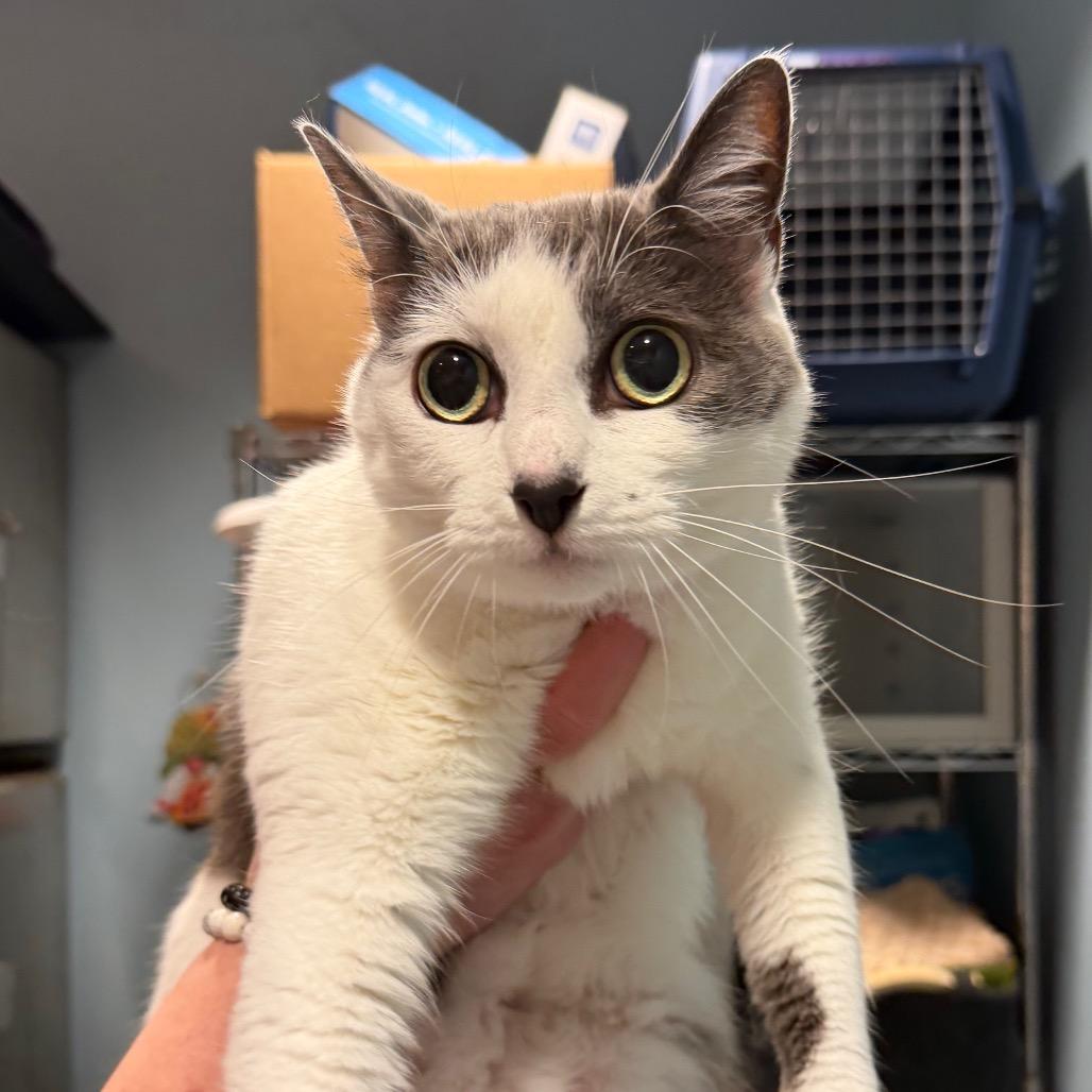 Enlarge Adia, a Adoptable Domestic Medium Hair in Chattanooga, TN image 1/1