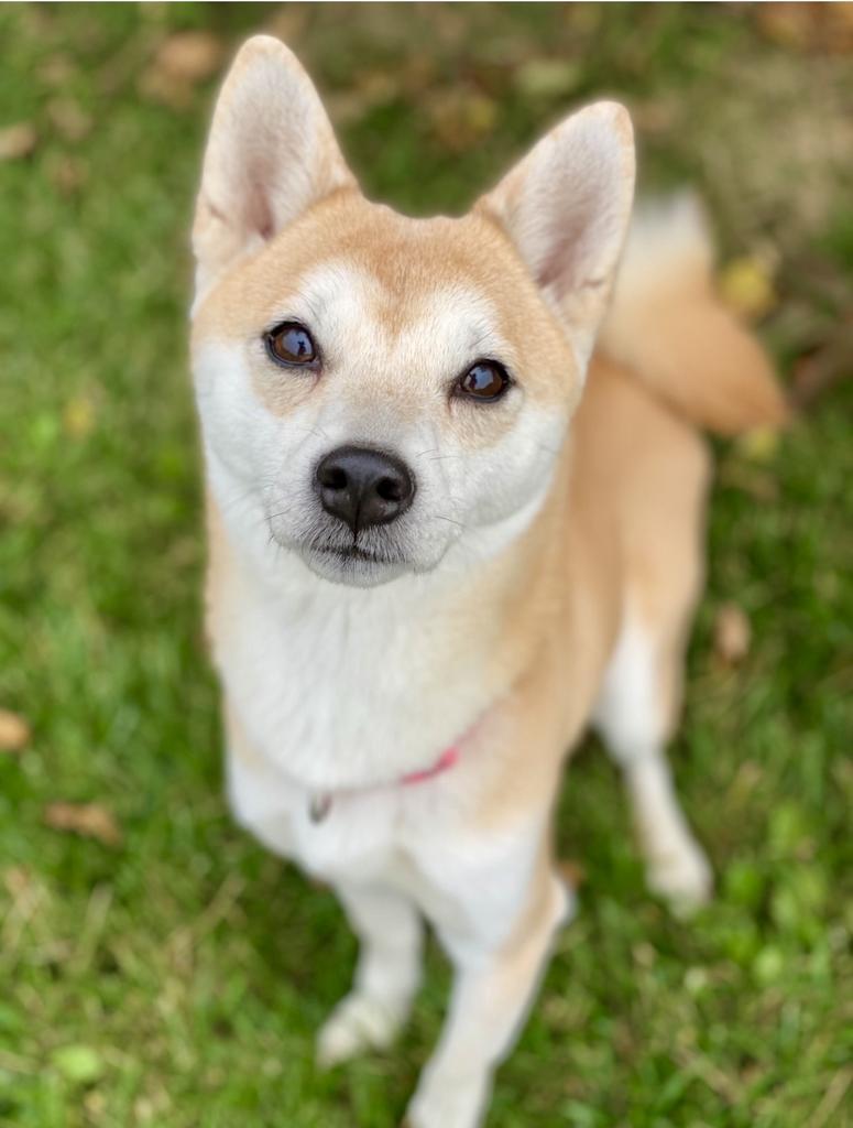 Enlarge Nori, a Adoptable Shiba Inu in Decorah, IA image 1/6