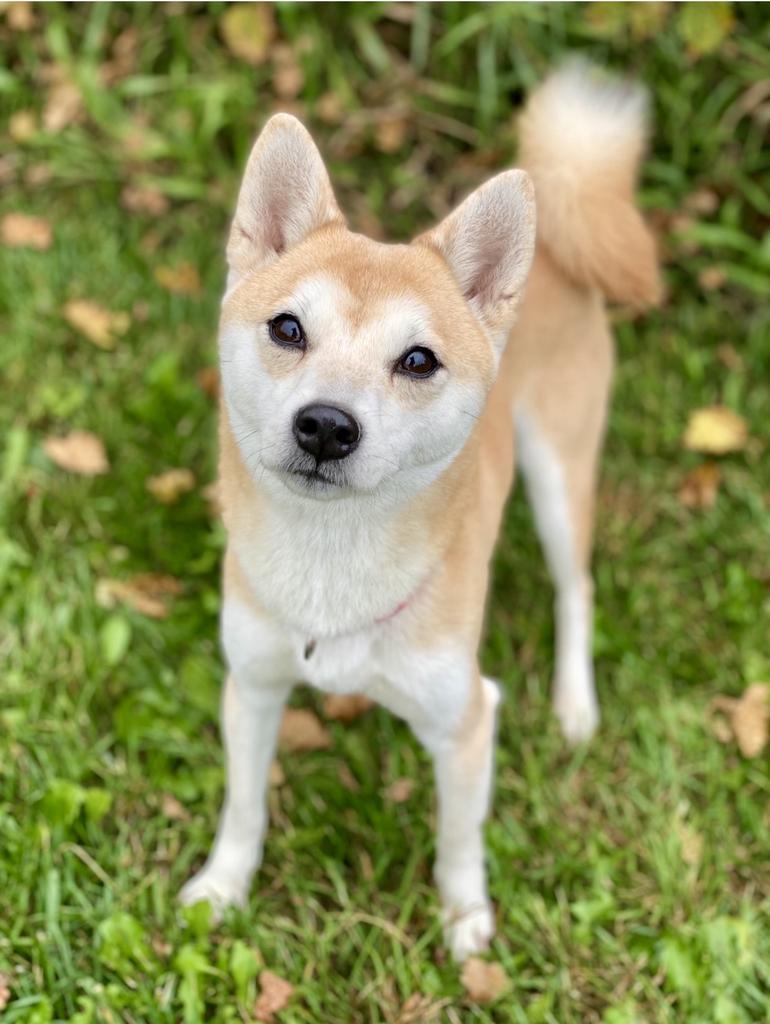 Enlarge Nori, a Adoptable Shiba Inu in Decorah, IA image 2/6