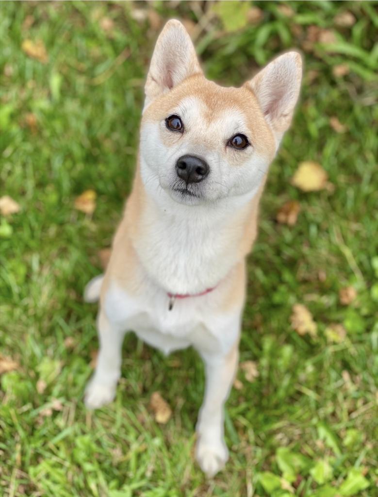 Enlarge Nori, a Adoptable Shiba Inu in Decorah, IA image 3/6