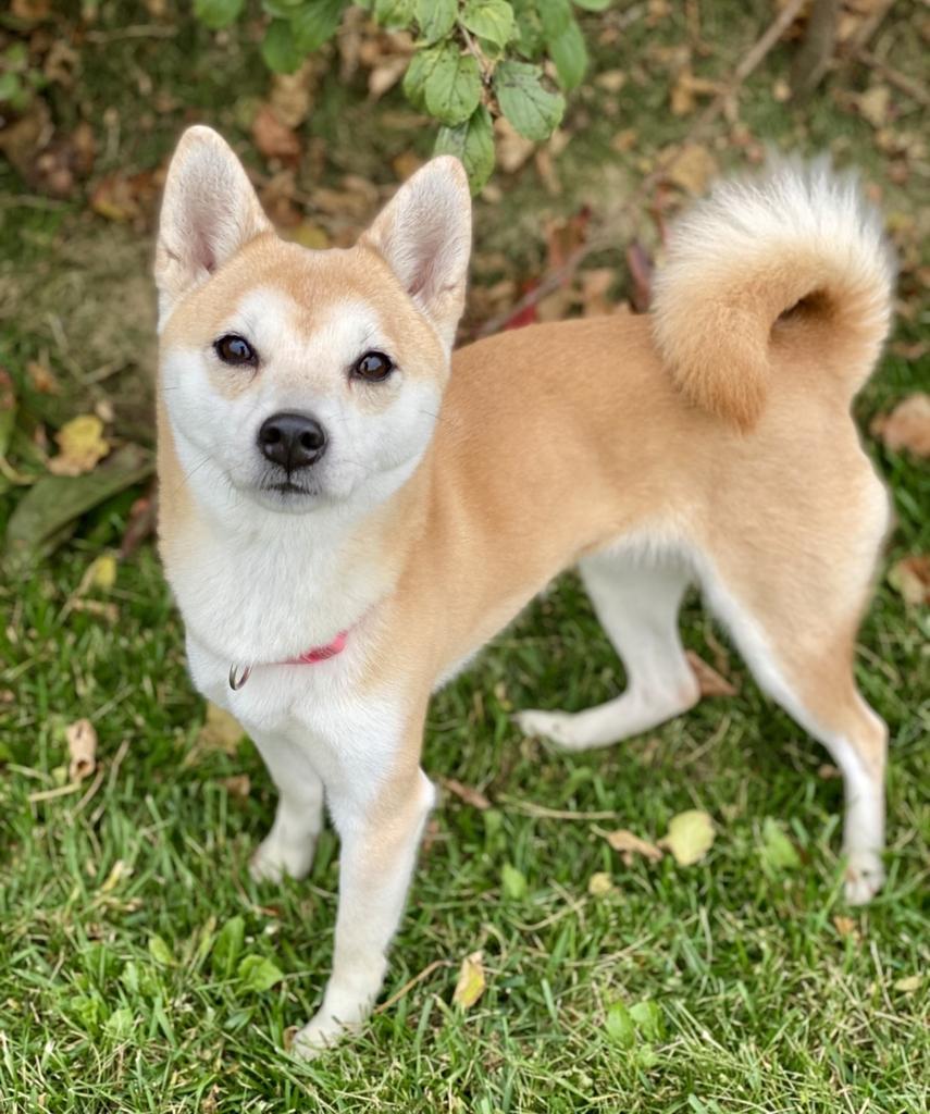 Enlarge Nori, a Adoptable Shiba Inu in Decorah, IA image 4/6