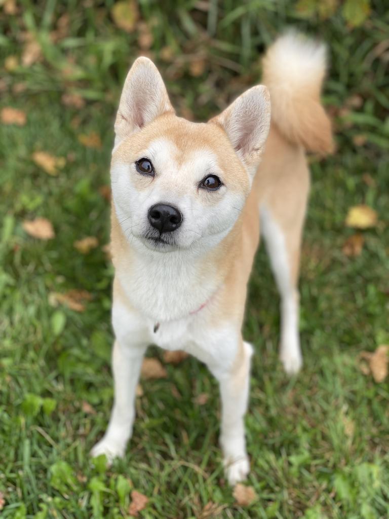 Enlarge Nori, a Adoptable Shiba Inu in Decorah, IA image 5/6