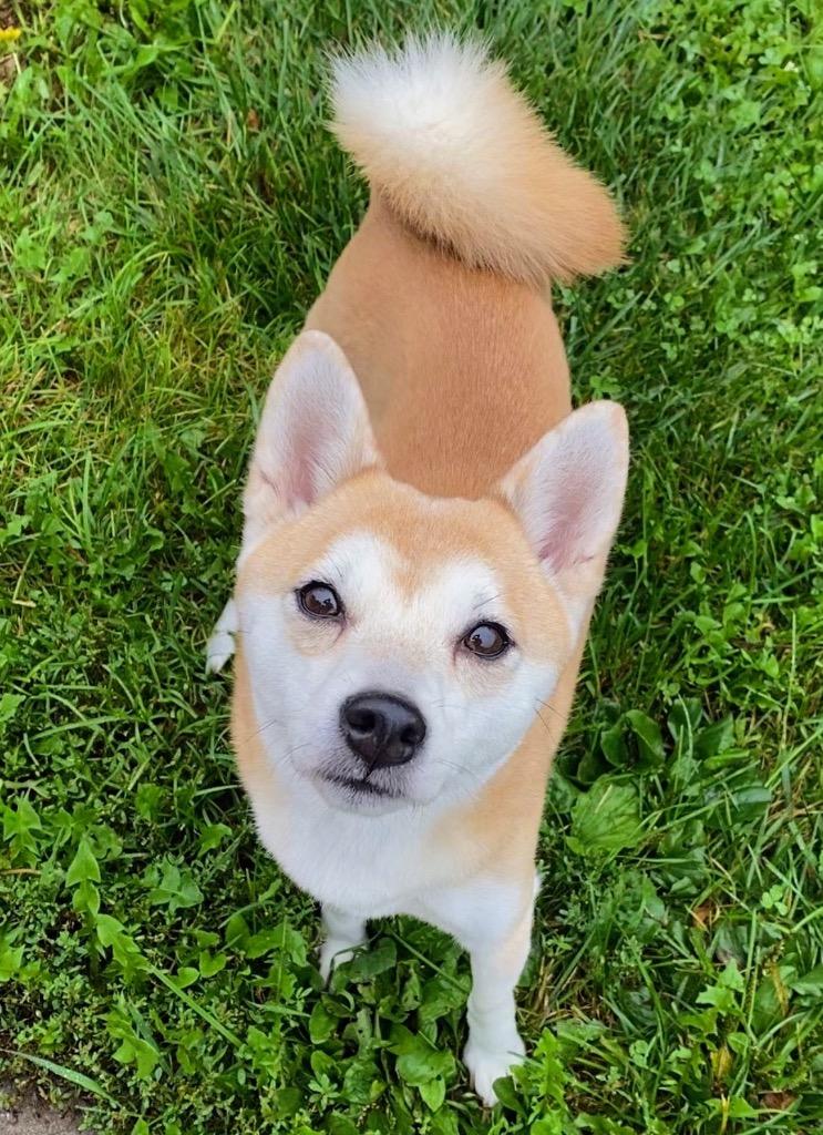 Enlarge Nori, a Adoptable Shiba Inu in Decorah, IA image 6/6
