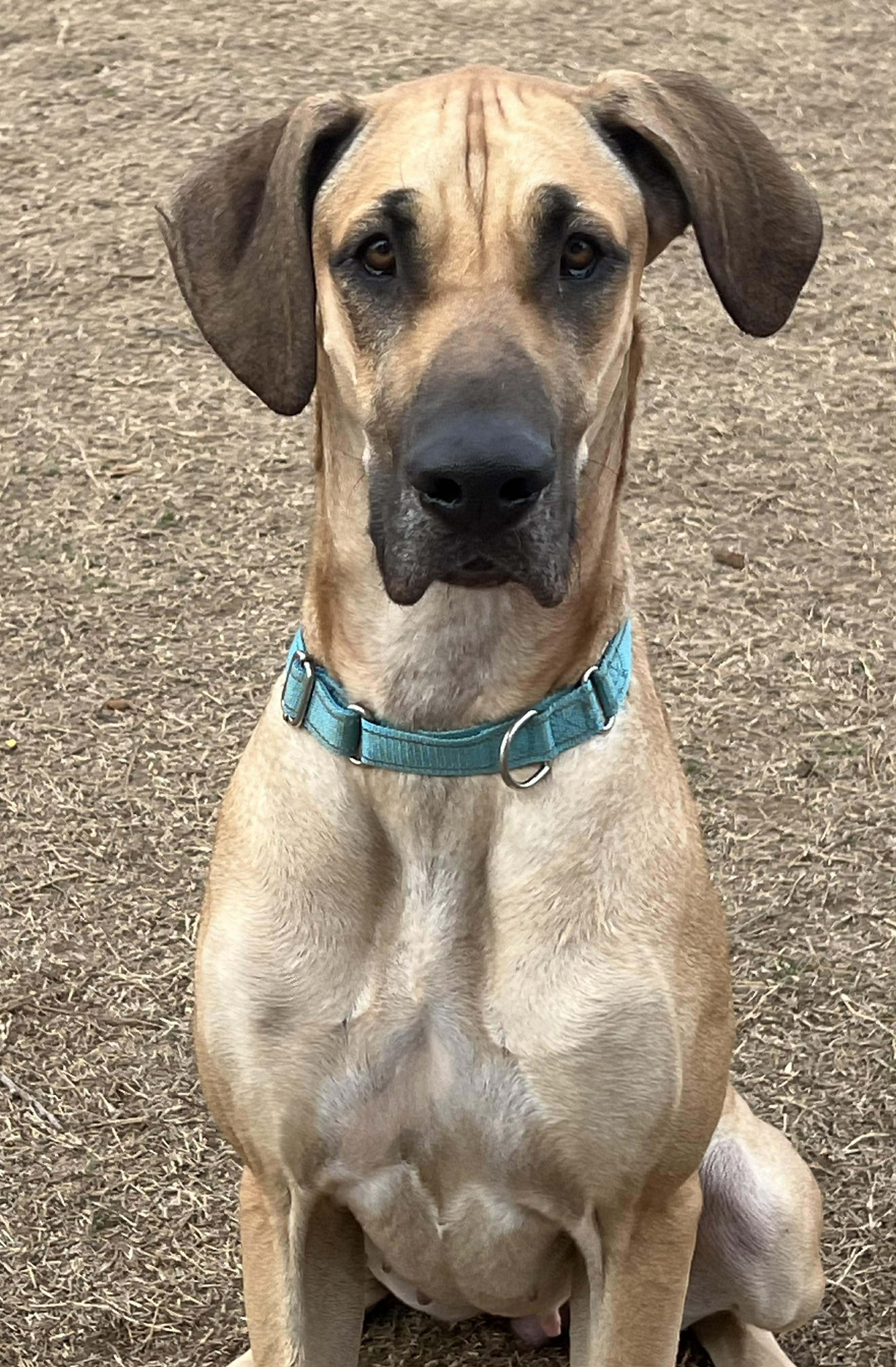 Nyx, a ADOPTABLE mixed breed in Wichita Falls, TX image 1/5