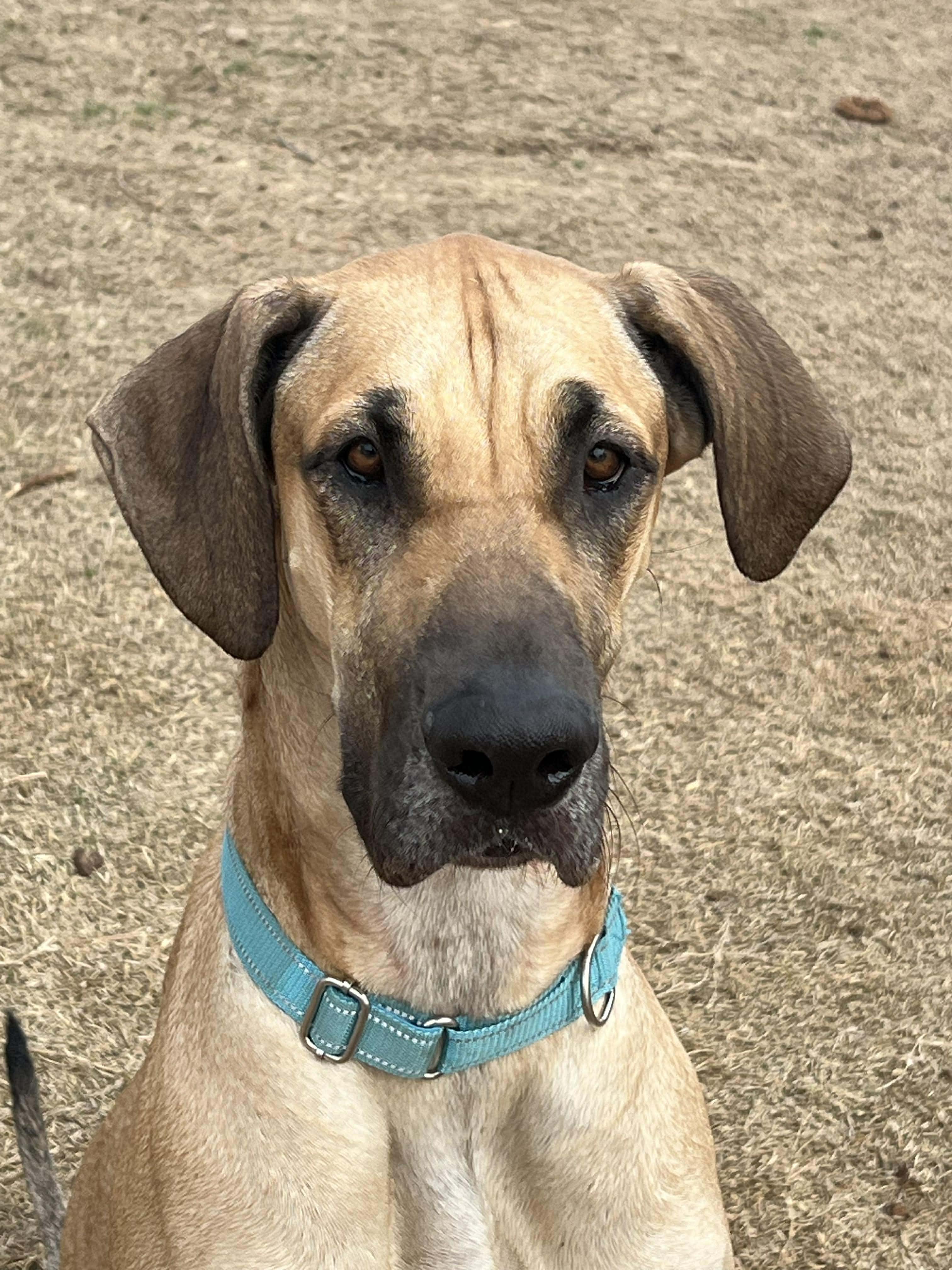 Nyx, a ADOPTABLE mixed breed in Wichita Falls, TX image 3/5