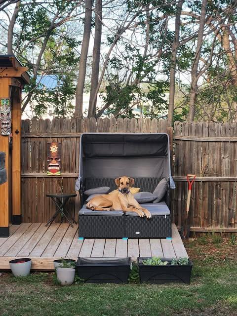 Nyx, an adopted mixed breed in Wichita Falls, TX image 1/5