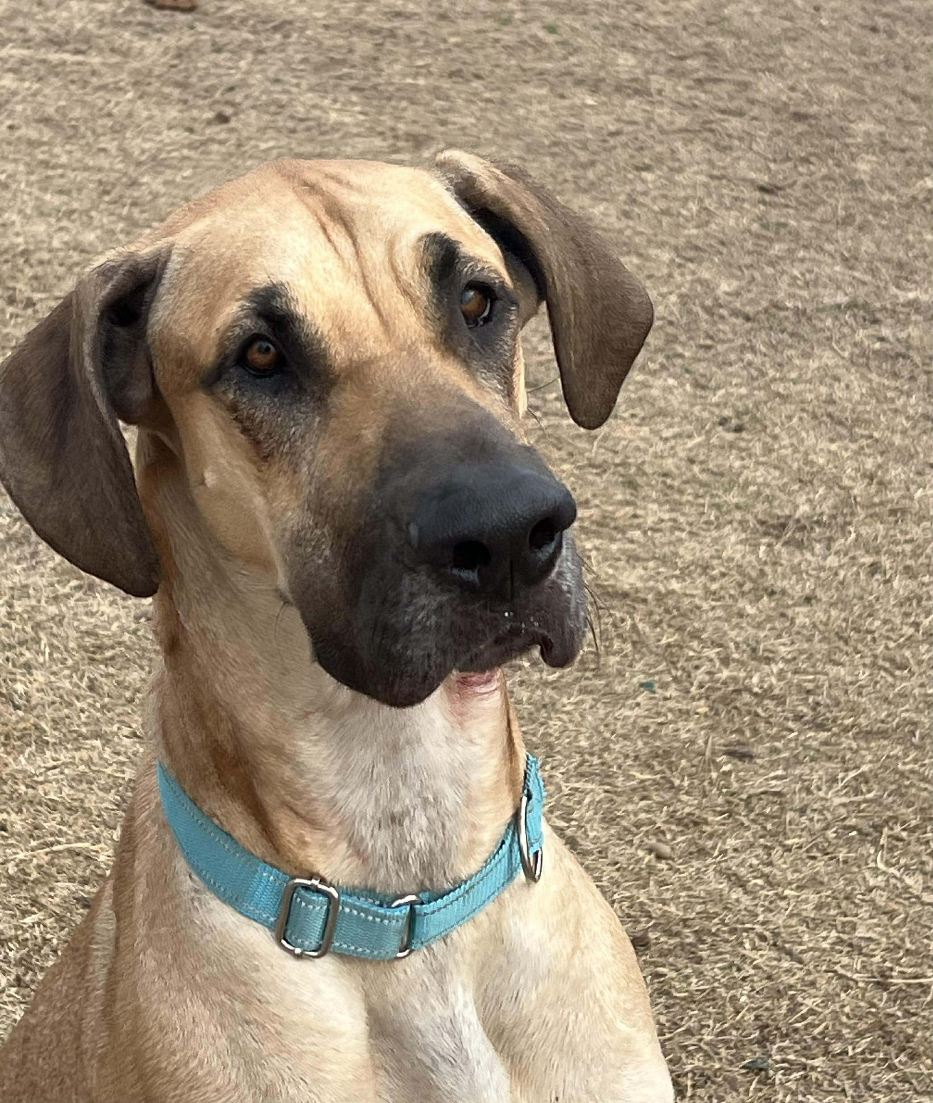 Nyx, a ADOPTABLE mixed breed in Wichita Falls, TX image 4/5