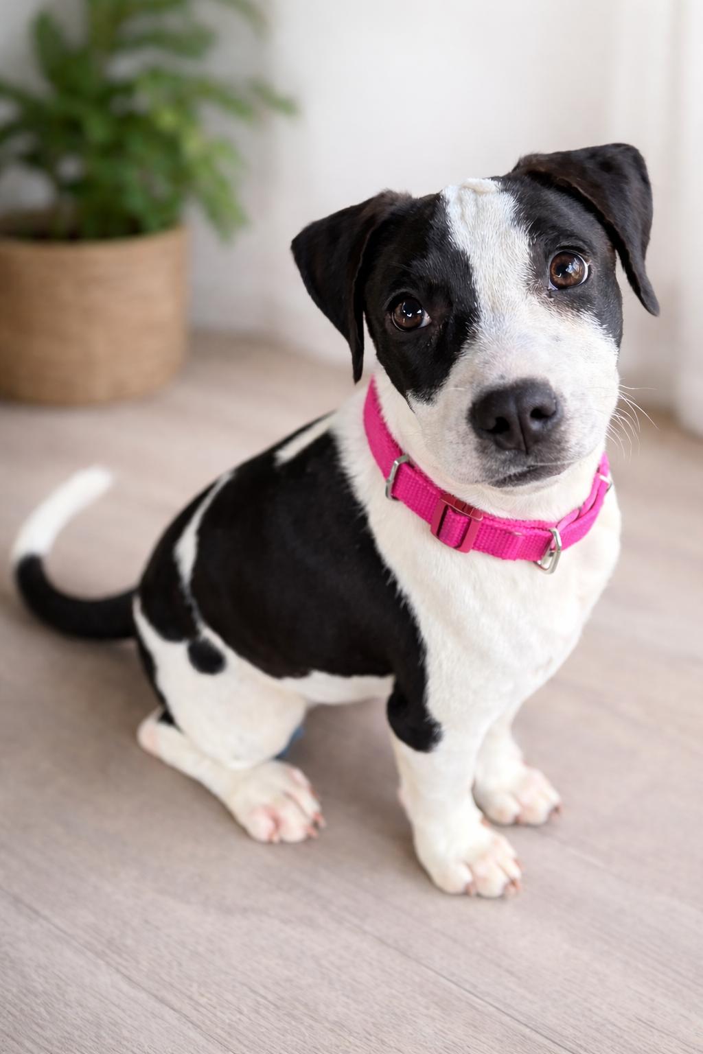 Enlarge Sadie, an adopted American Staffordshire Terrier in Nahunta, GA image 1/1