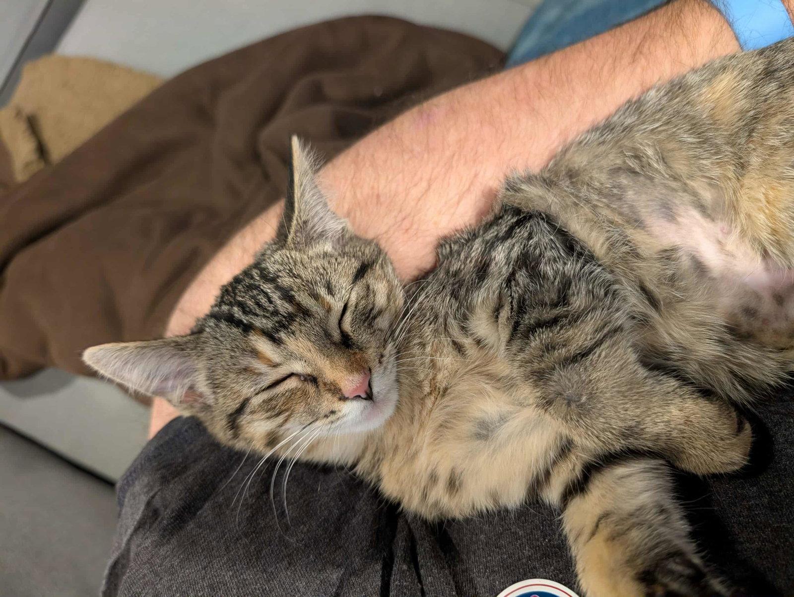 Ann, Adopted, Kitten Female Tabby & Domestic Short Hair.