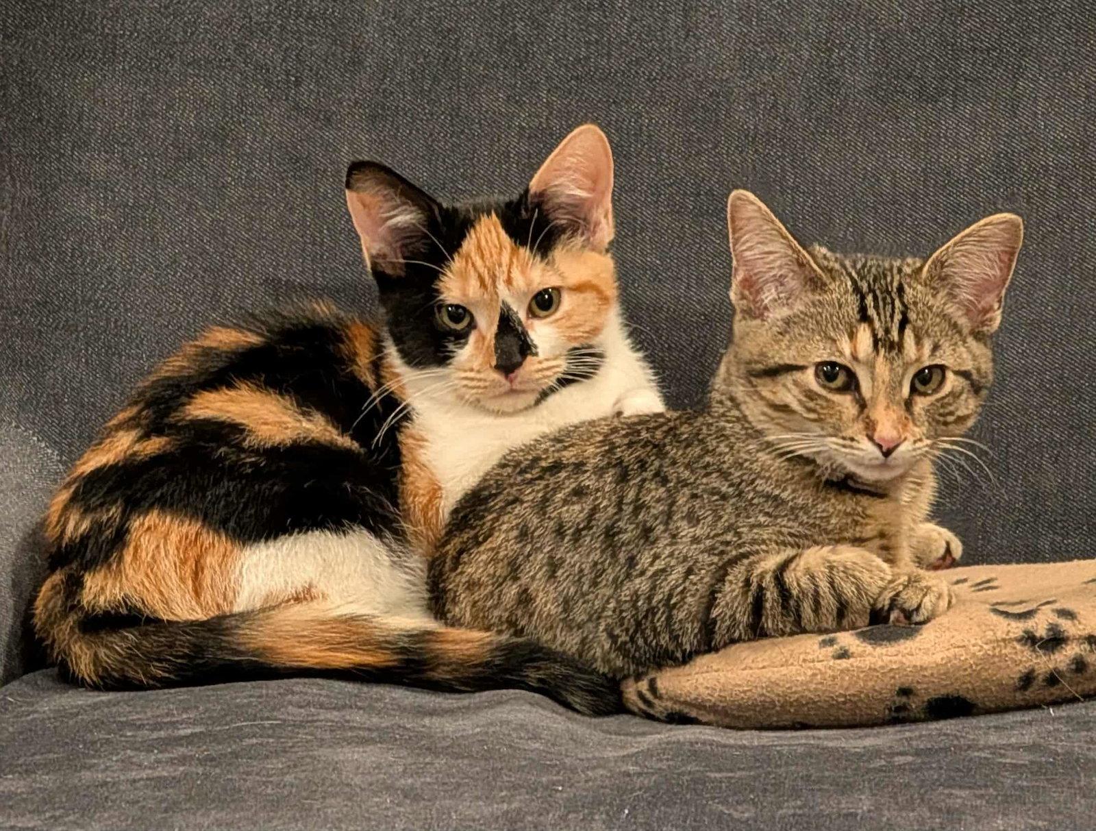 Enlarge Ann, a Adopted mixed breed in Cincinnati, OH image 2/3